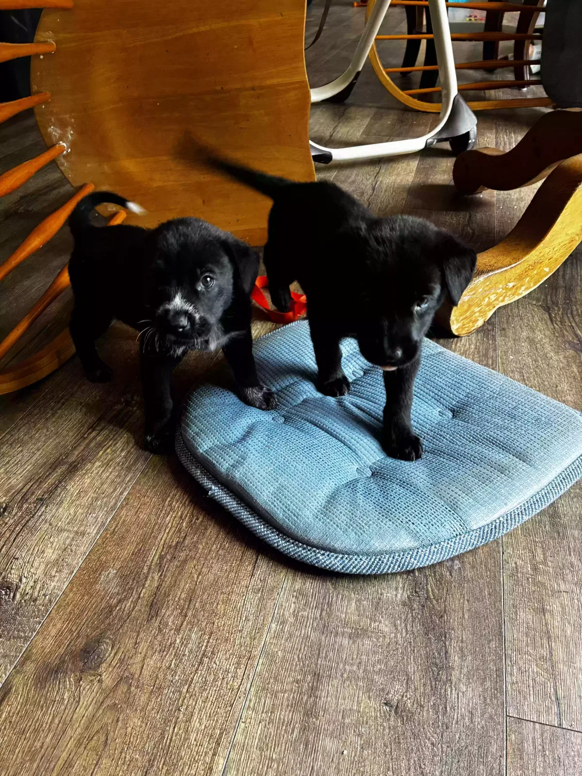 Dog, Unknown Dog for adoption in Wagram, NC, 28396