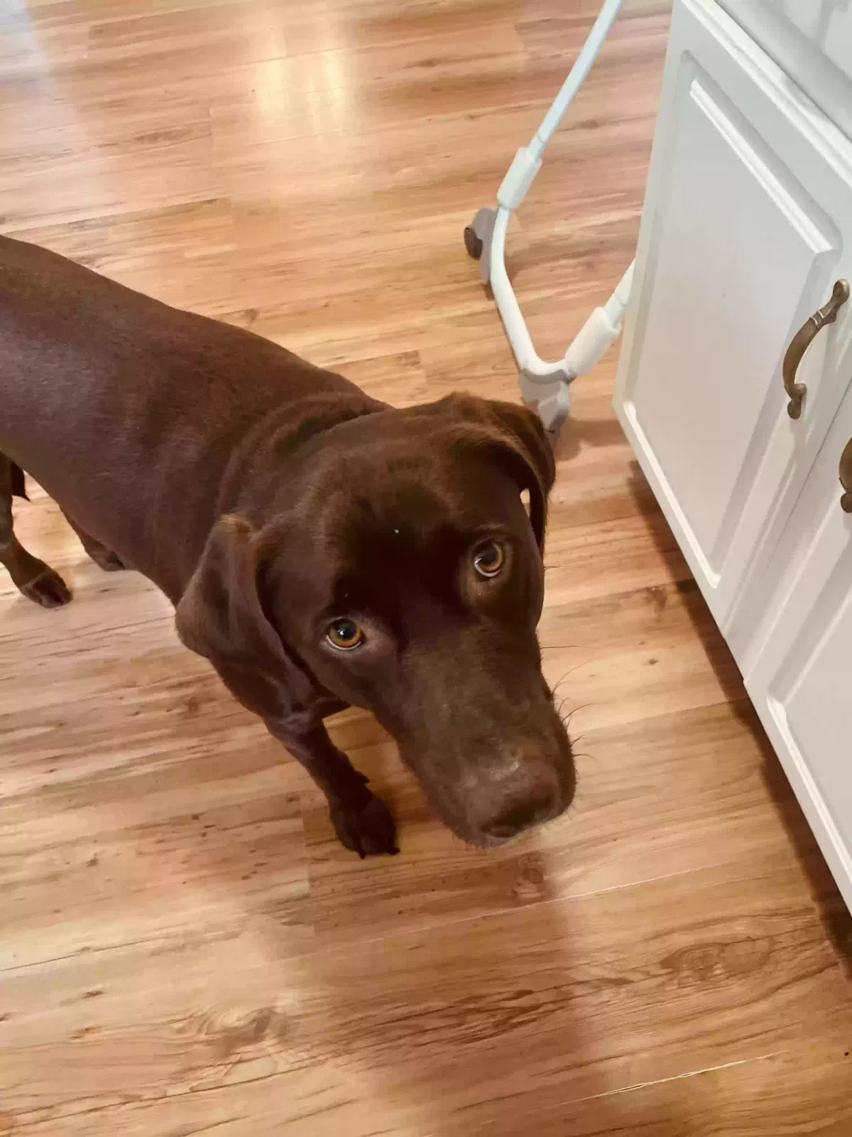 Capone, Chocolate lab Dog for adoption in Metairie, LA, 70003