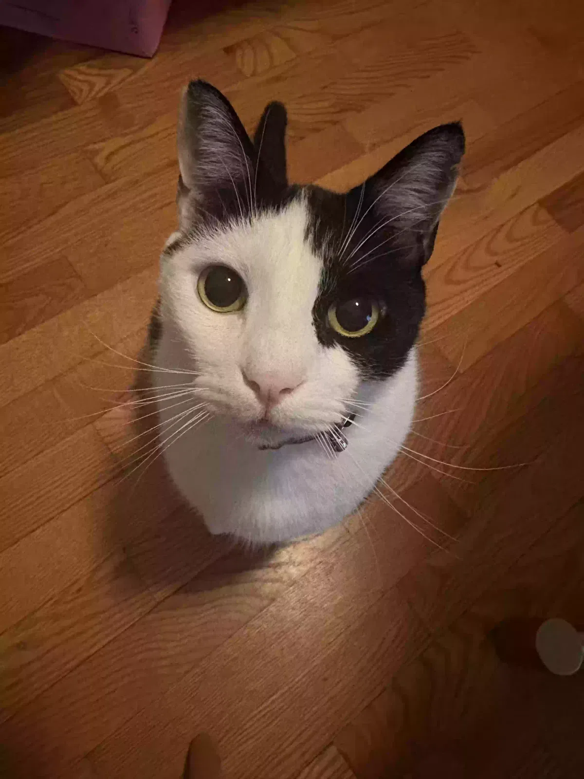 Felipe, American Shorthair Cat for adoption in Atlanta, GA, 30318