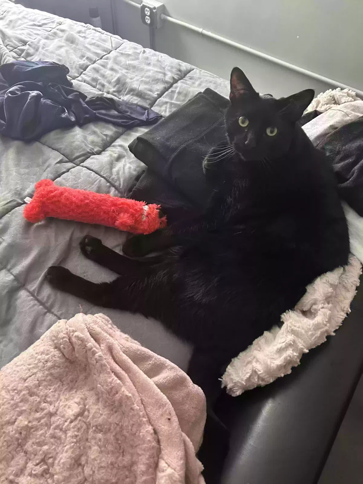 Duke, Mixed bombay Cat for adoption in La Porte, IN, 46350