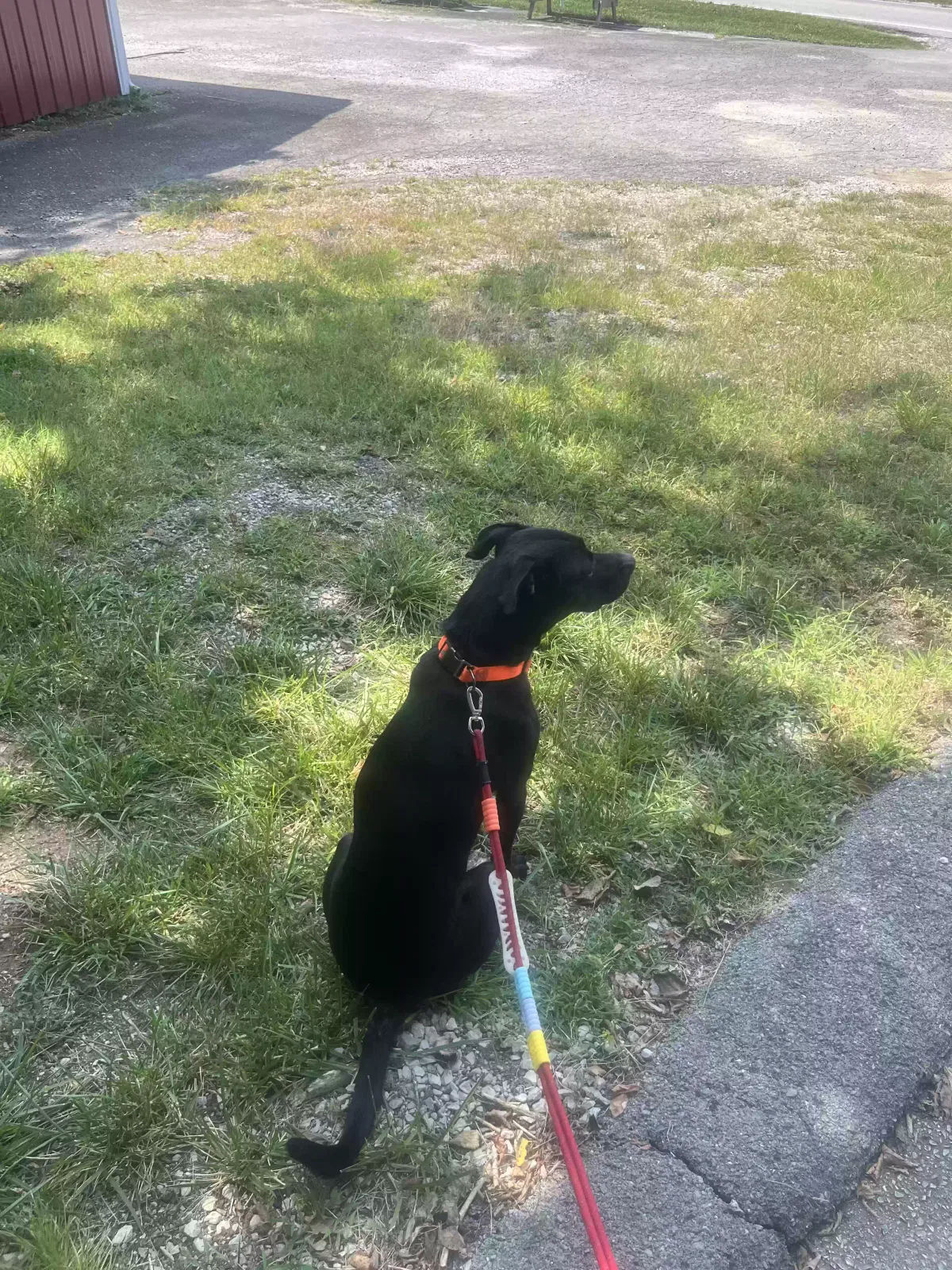 Raffie, Lab pitbull mix Dog for adoption in Russellville, KY, 42276