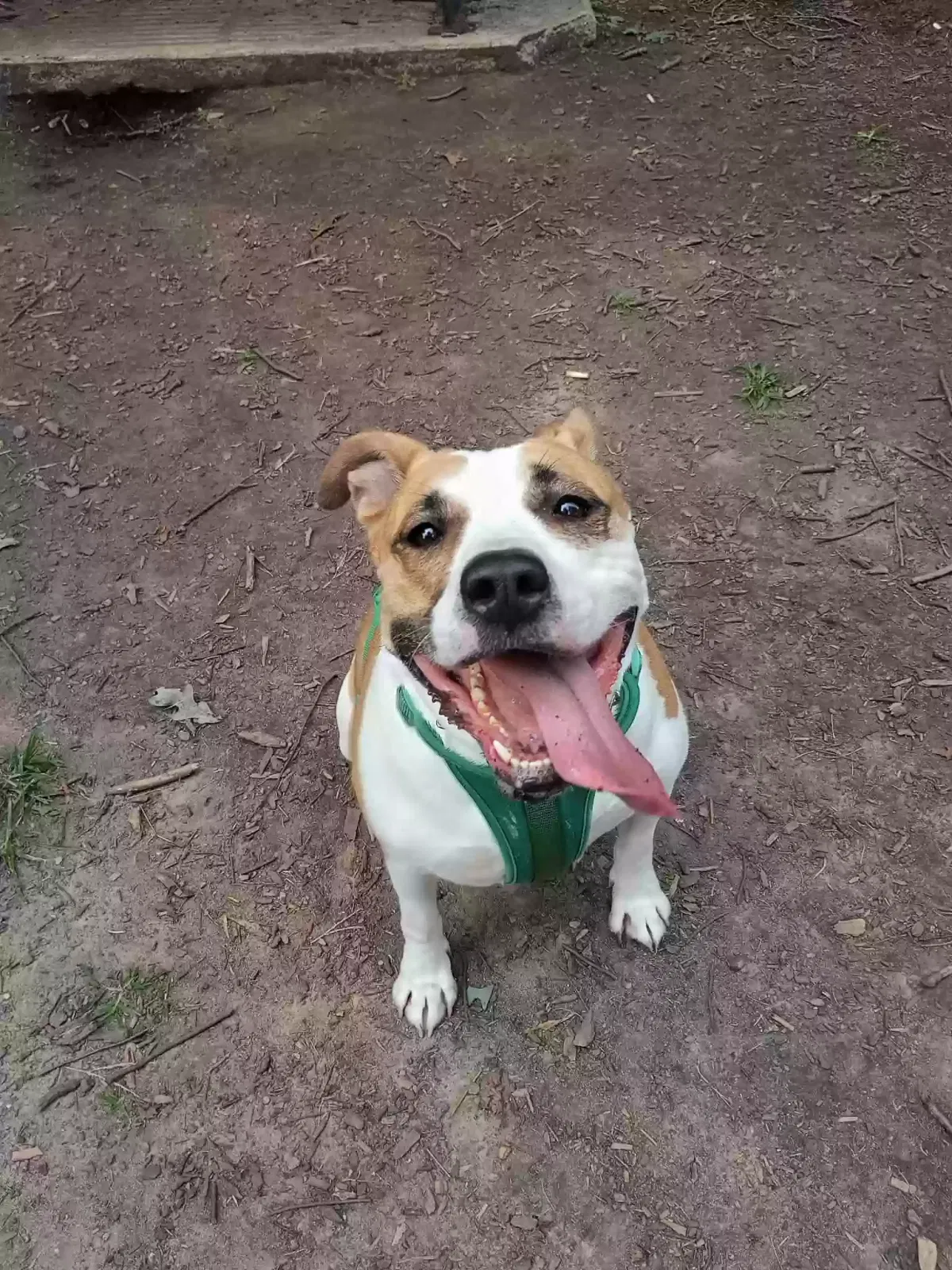 Kimber, Pitbull Dog for adoption in Culloden, WV, 25510