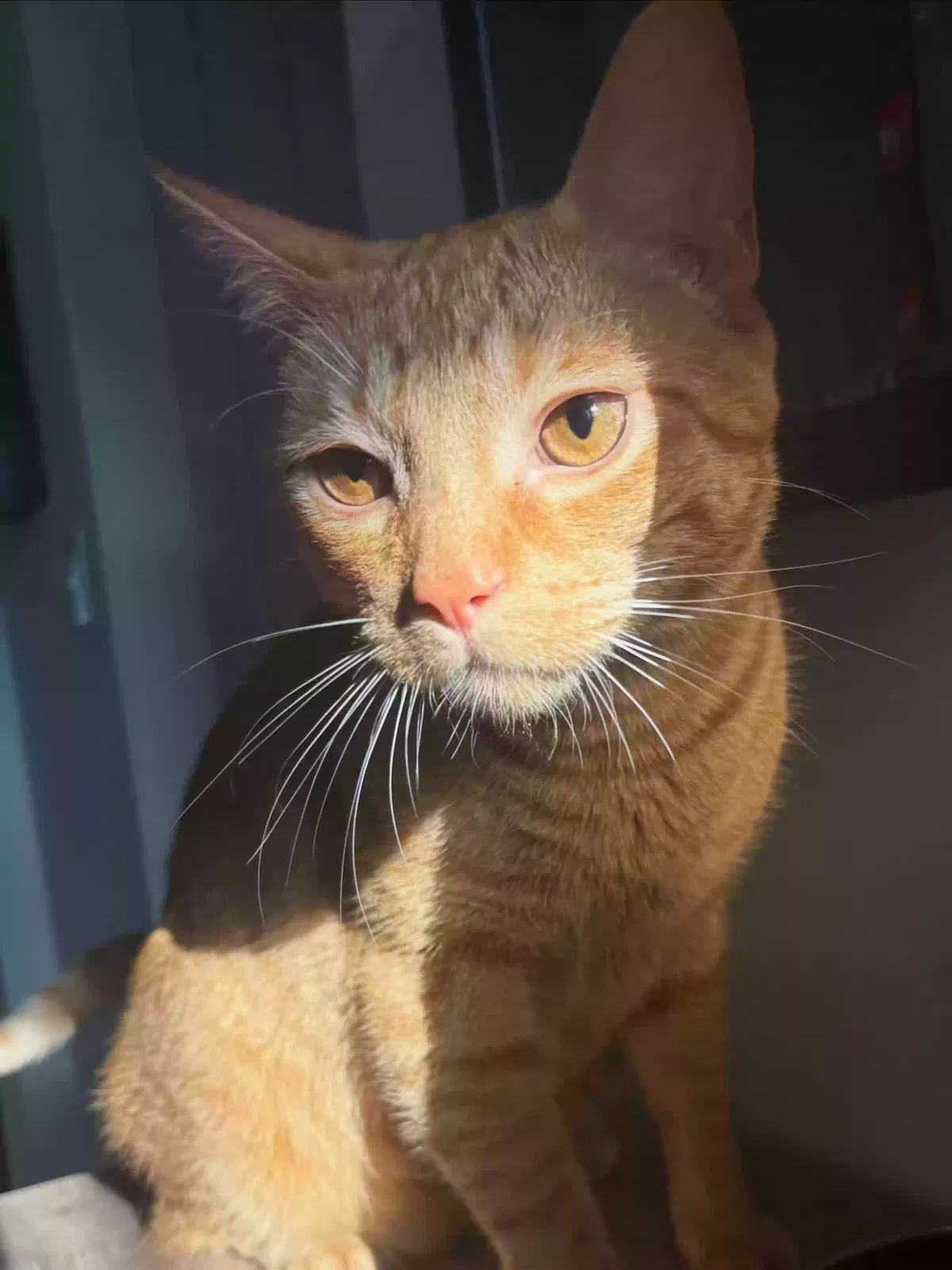 Cheddar, Unknown Cat for adoption in Indianapolis, IN, 46239