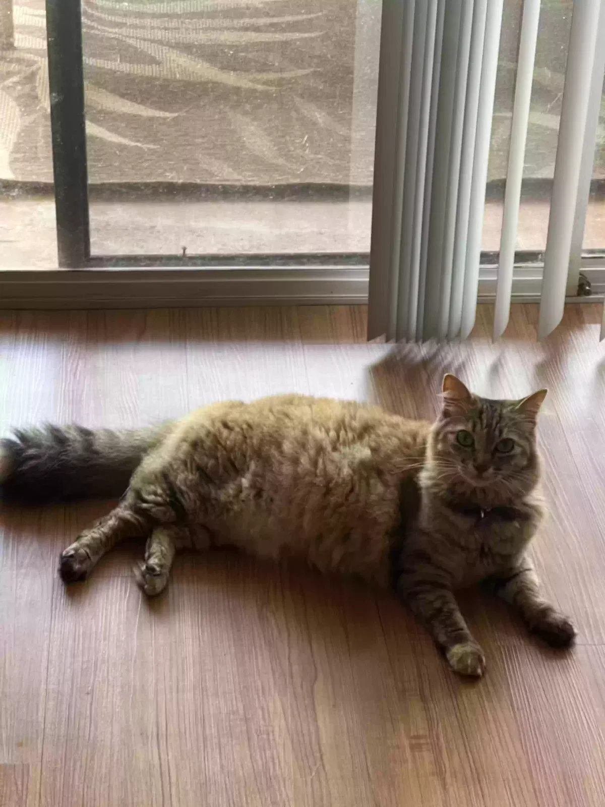 Ro, Unknown Cat for adoption in Wahiawa, HI, 96786
