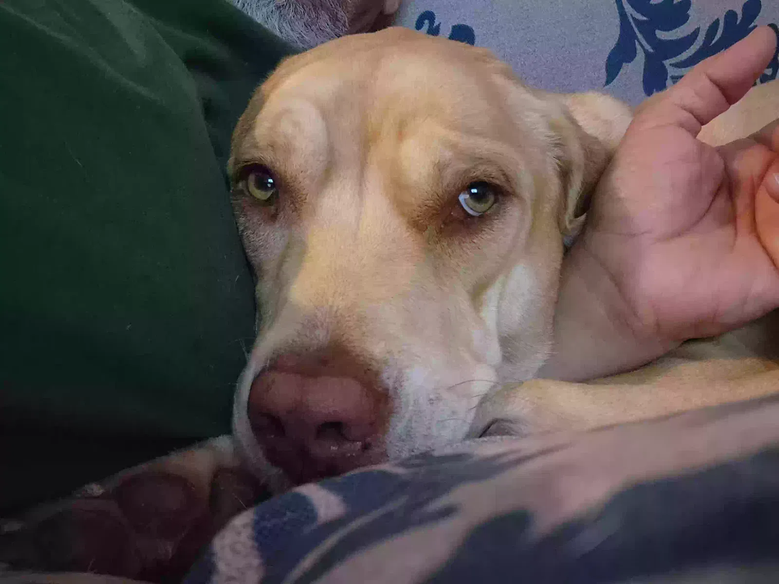 Scooter, Rodesian Ridgeback Dog for adoption in San Antonio, TX, 78254