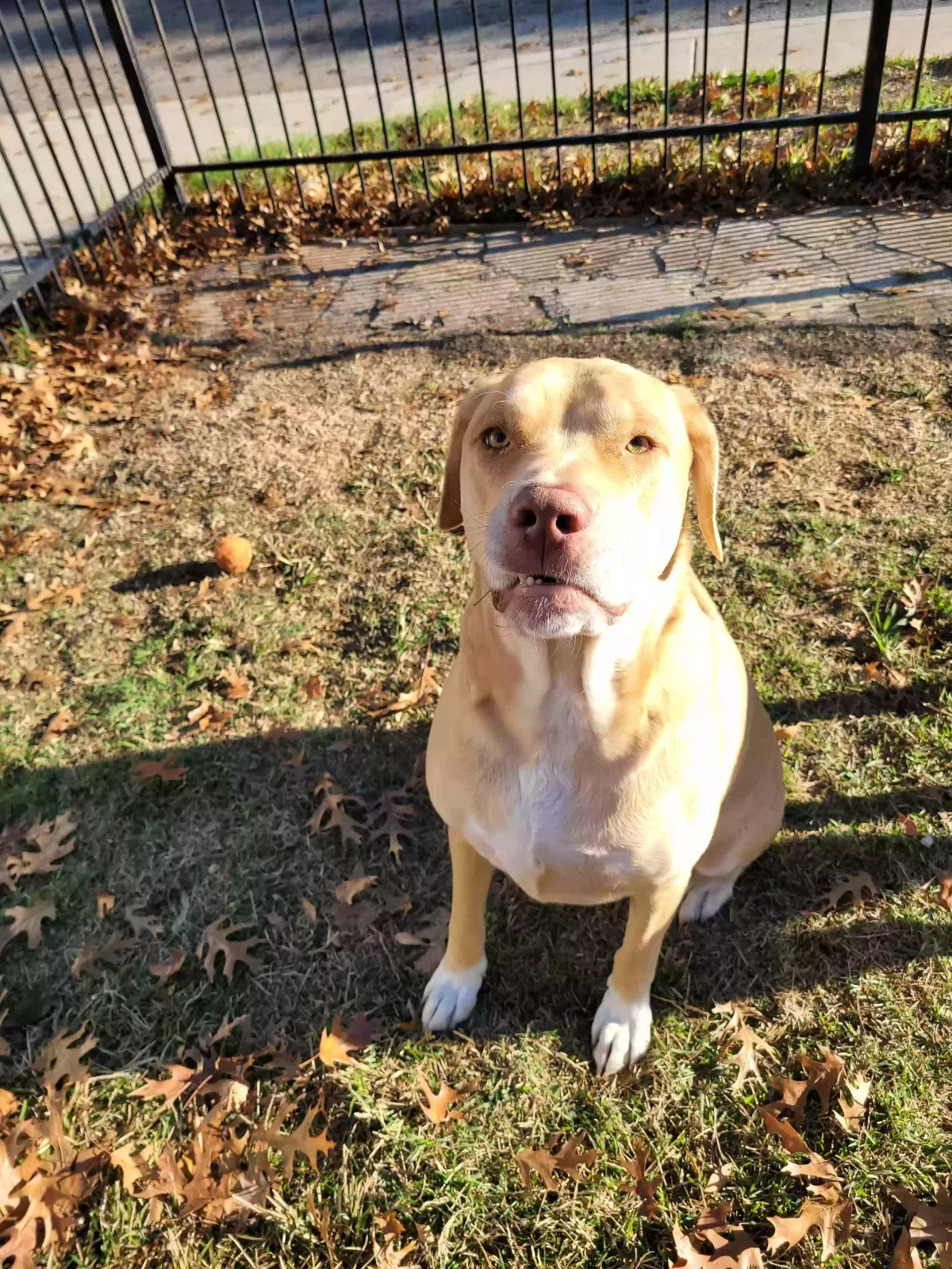 Vinny (Vince), Rodesian Ridgeback Dog for adoption in San Antonio, TX, 78254