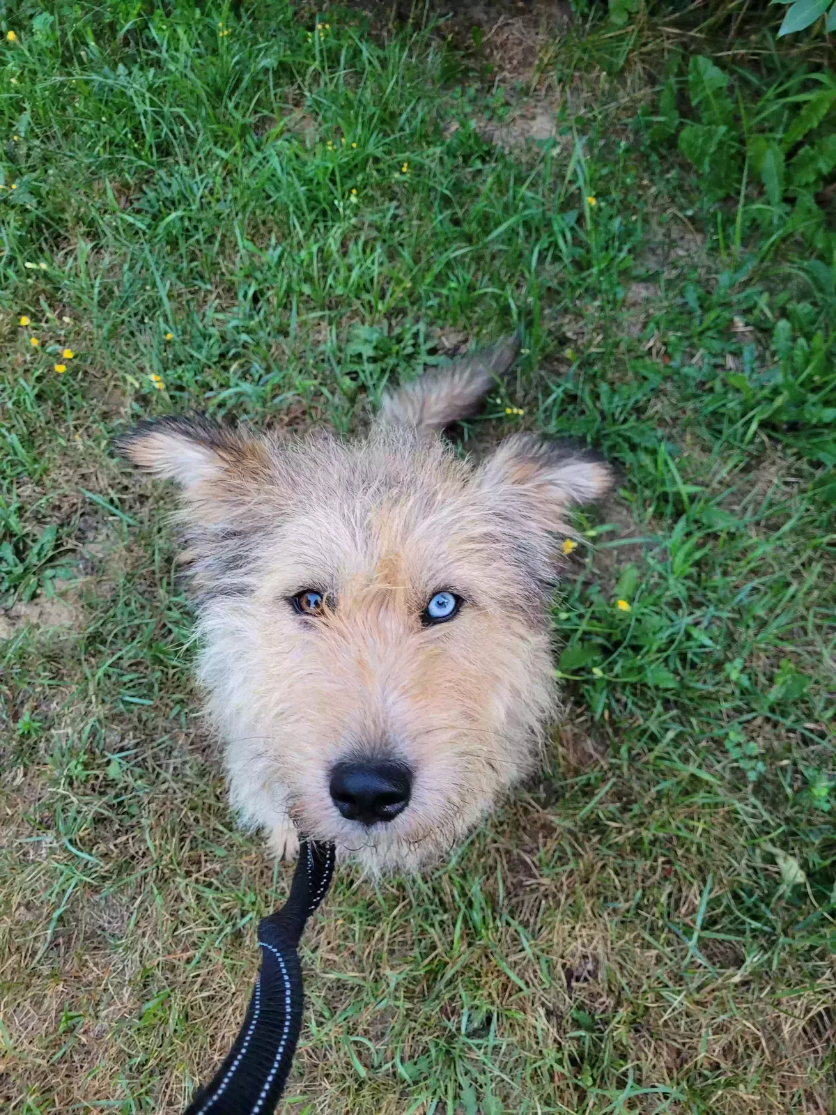Dog, Carrin terrier husky mix Dog for adoption in Benton Harbor, MI, 49022