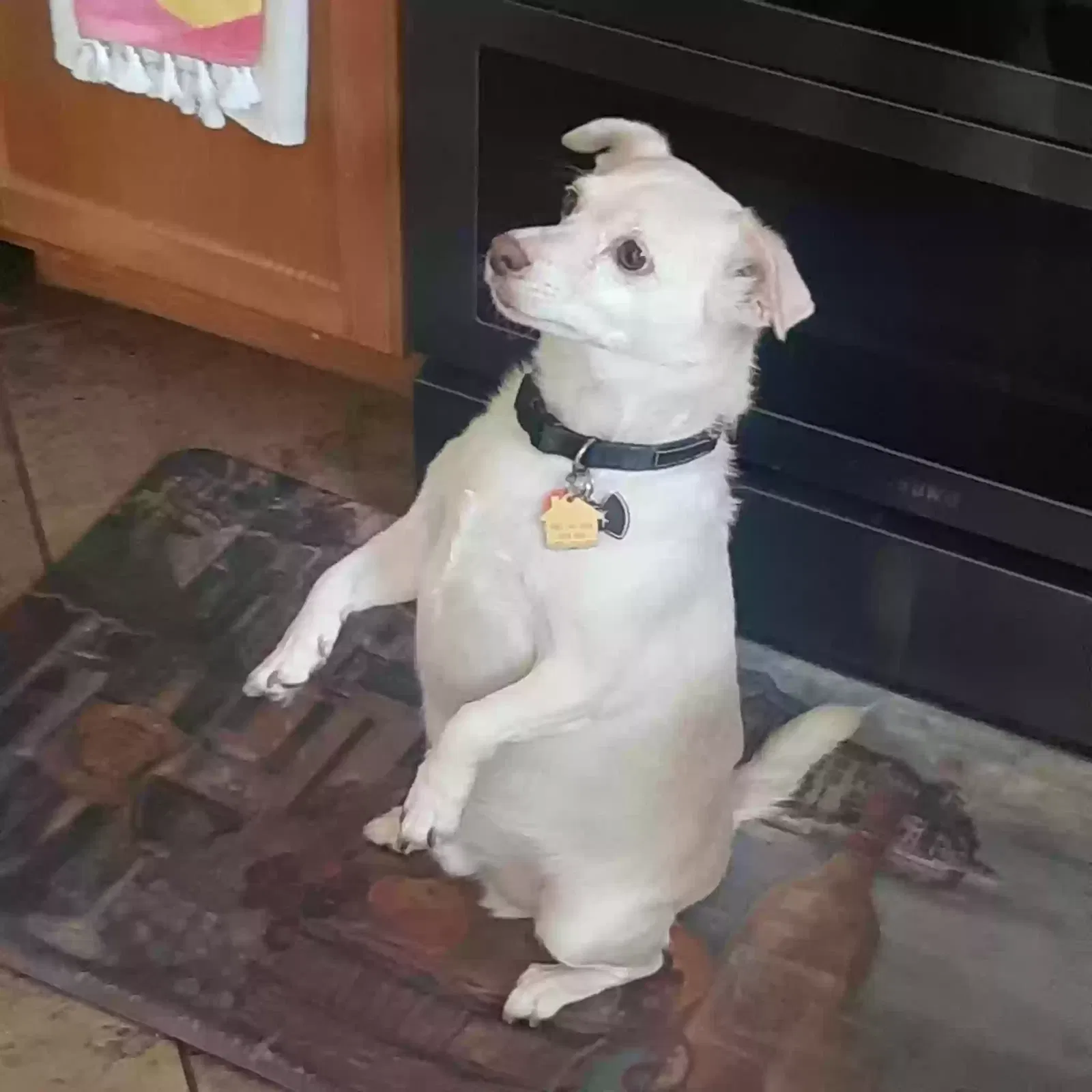 Nemo, mix chihuahua Dog for adoption in Henderson, NV, 89002