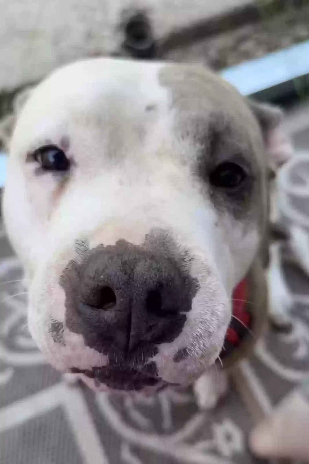 Chola, Pitbull Dog for adoption in Woodville, TX, 75979