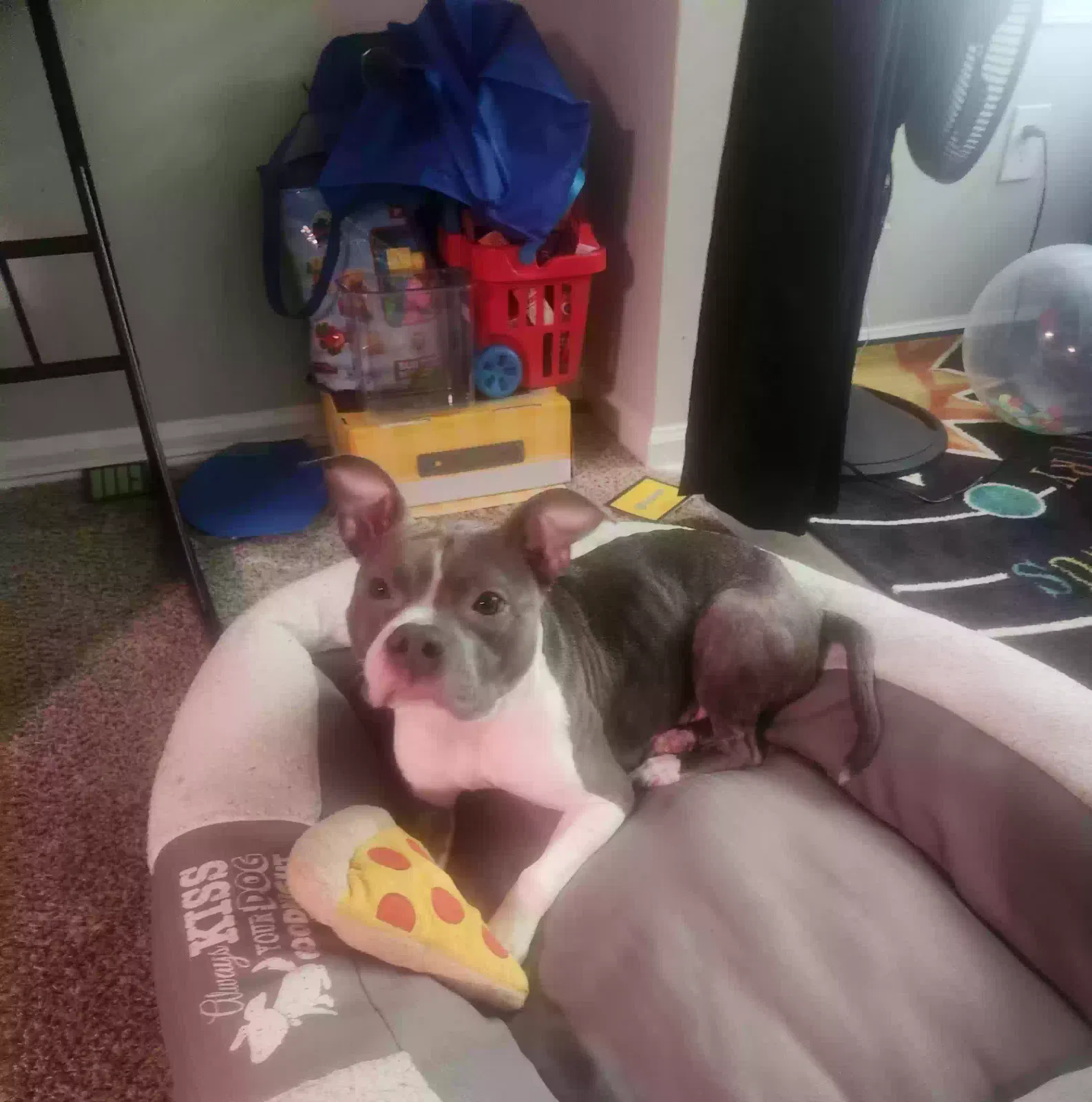 Dog, American Staffordshire Dog for adoption in Duluth, GA, 30096