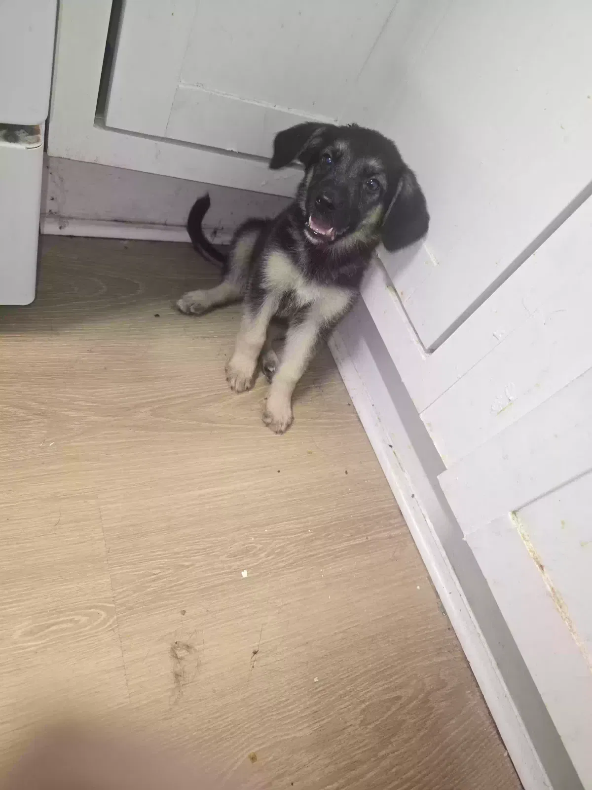 Dog, German shepherd mix Dog for adoption in Fulton, MO, 65251