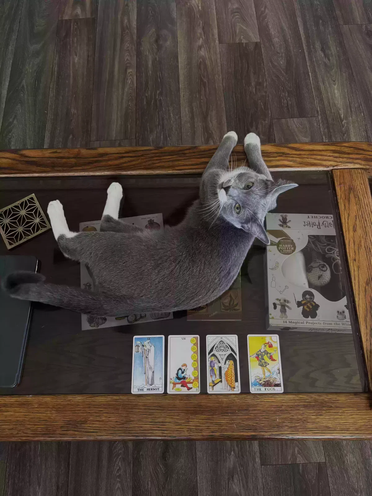 Cosmo, Grey Tuxedo Cat for adoption in Gilbert, AZ, 85233