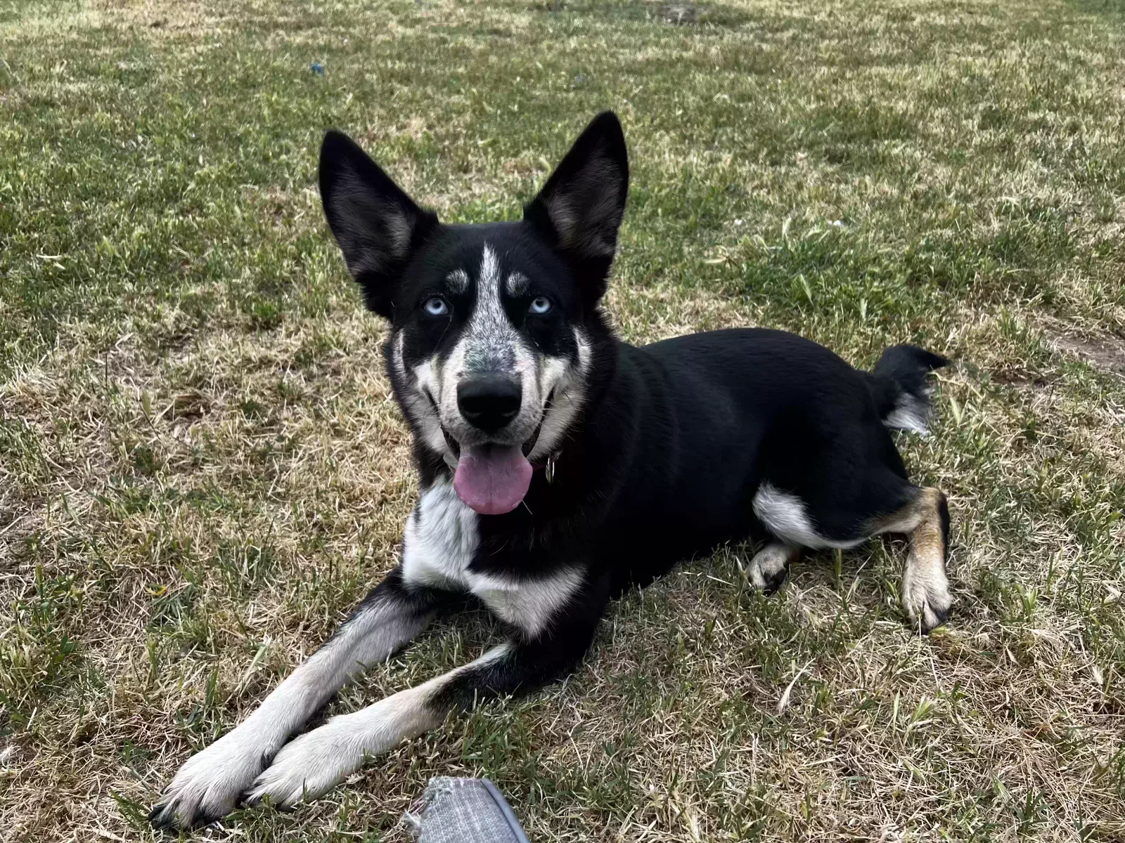 Ripley, Mix of Husky and German Shepherd Dog for adoption in Hilmar, CA, 95324