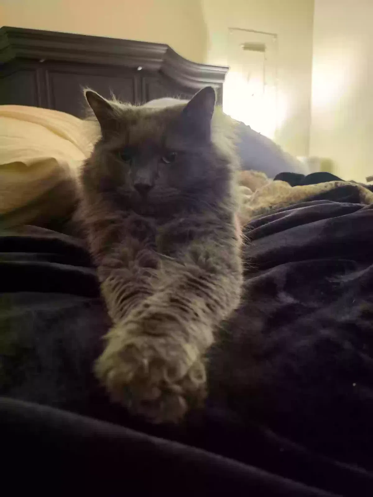 MR.SIR, Mainecoon bobtail mix Cat for adoption in Gerrardstown, WV, 25420