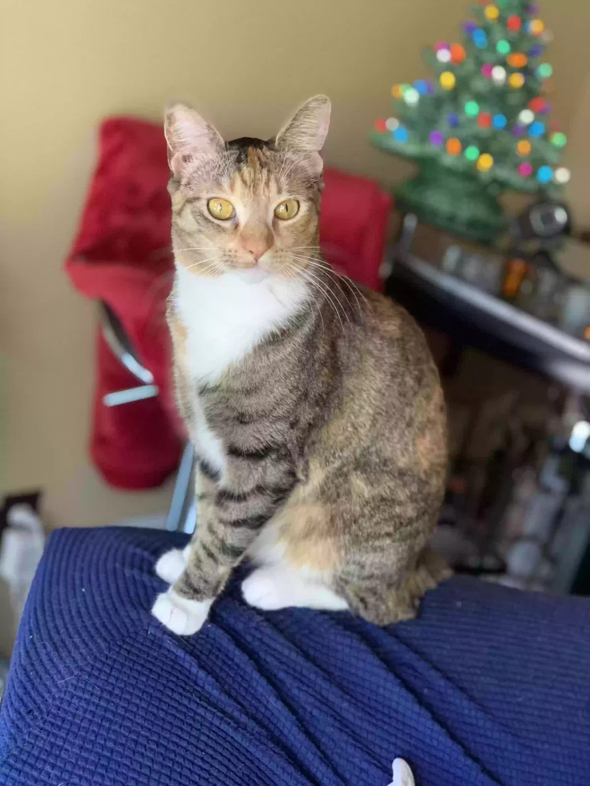 Kiki, Unknown Cat for adoption in Woodstock, GA, 30189