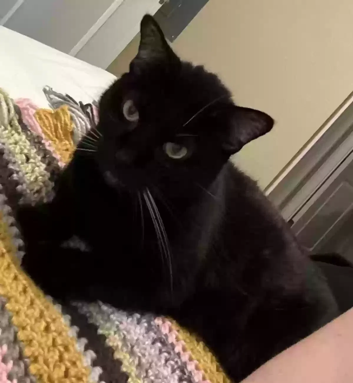 oreo, Unknown Cat for adoption in Oklahoma City, OK, 73160