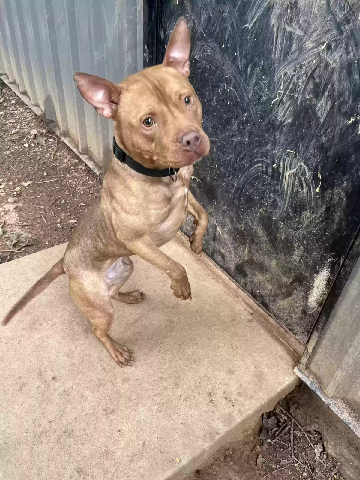 Theo, Pit mix Dog for adoption in Conyers, GA, 30013