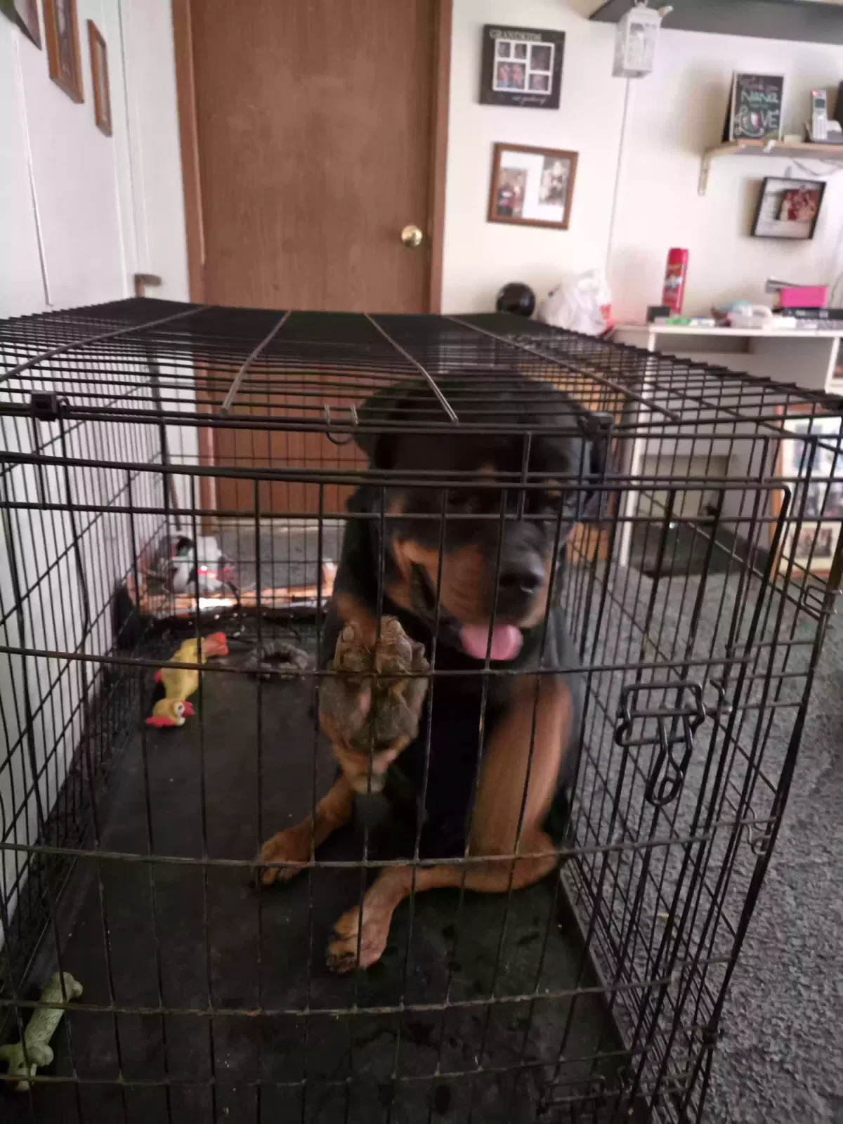 Apollo, Rottweiller Dog for adoption in Asheboro, NC, 27205