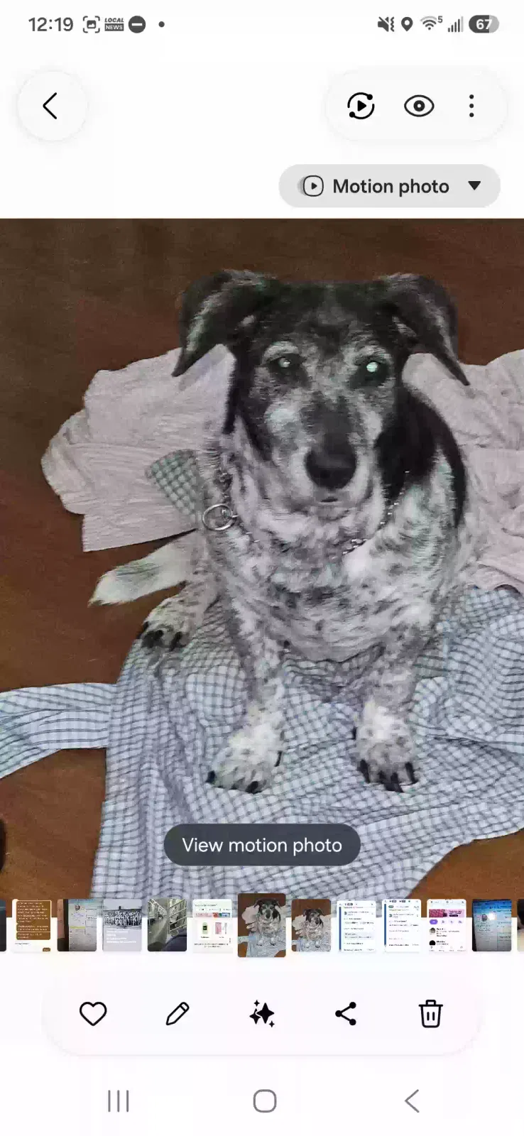 Columbus, Short haired pointer Beagle mix Dog for adoption in Ozone Park, NY, 11416