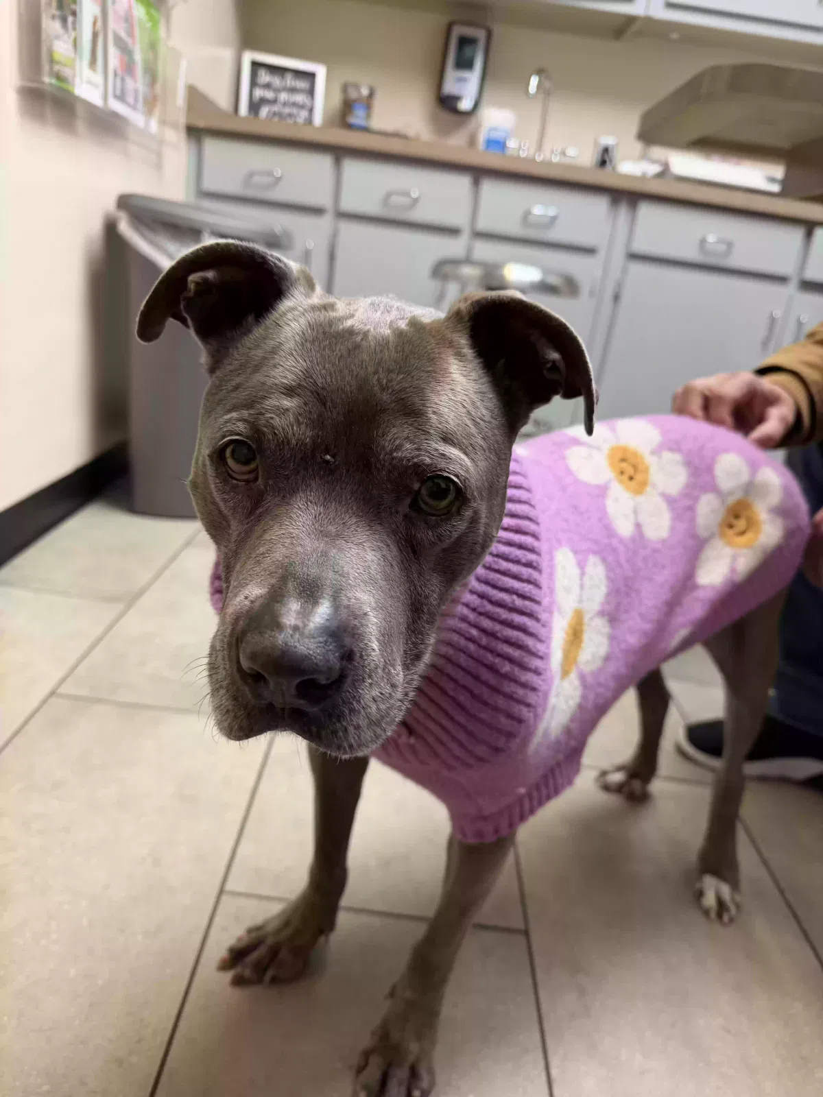 Miss thang, Unknown Dog for adoption in Cartersville, GA, 30120