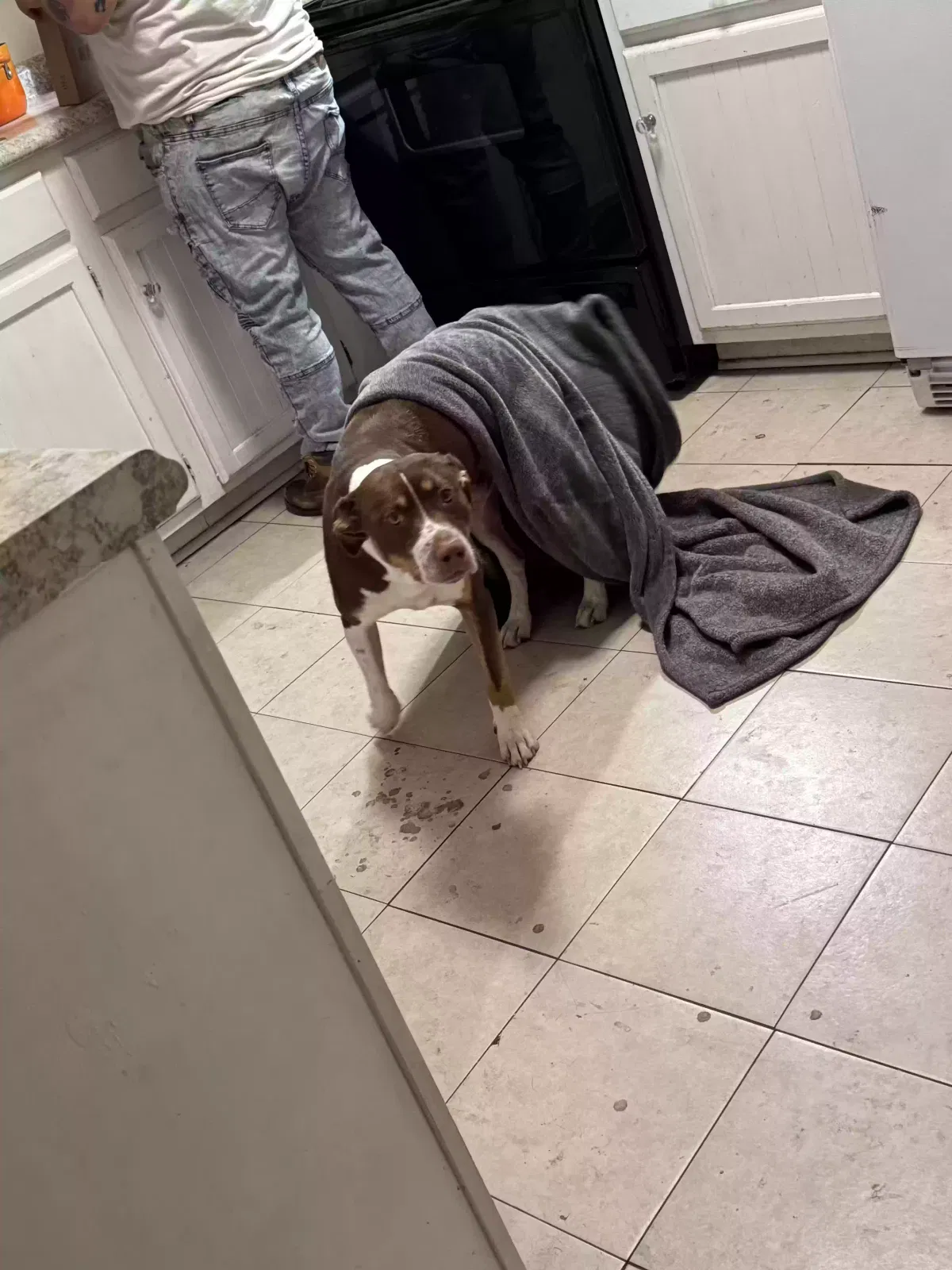 Buster, Unknown Dog for adoption in Lumberton, NC, 28358