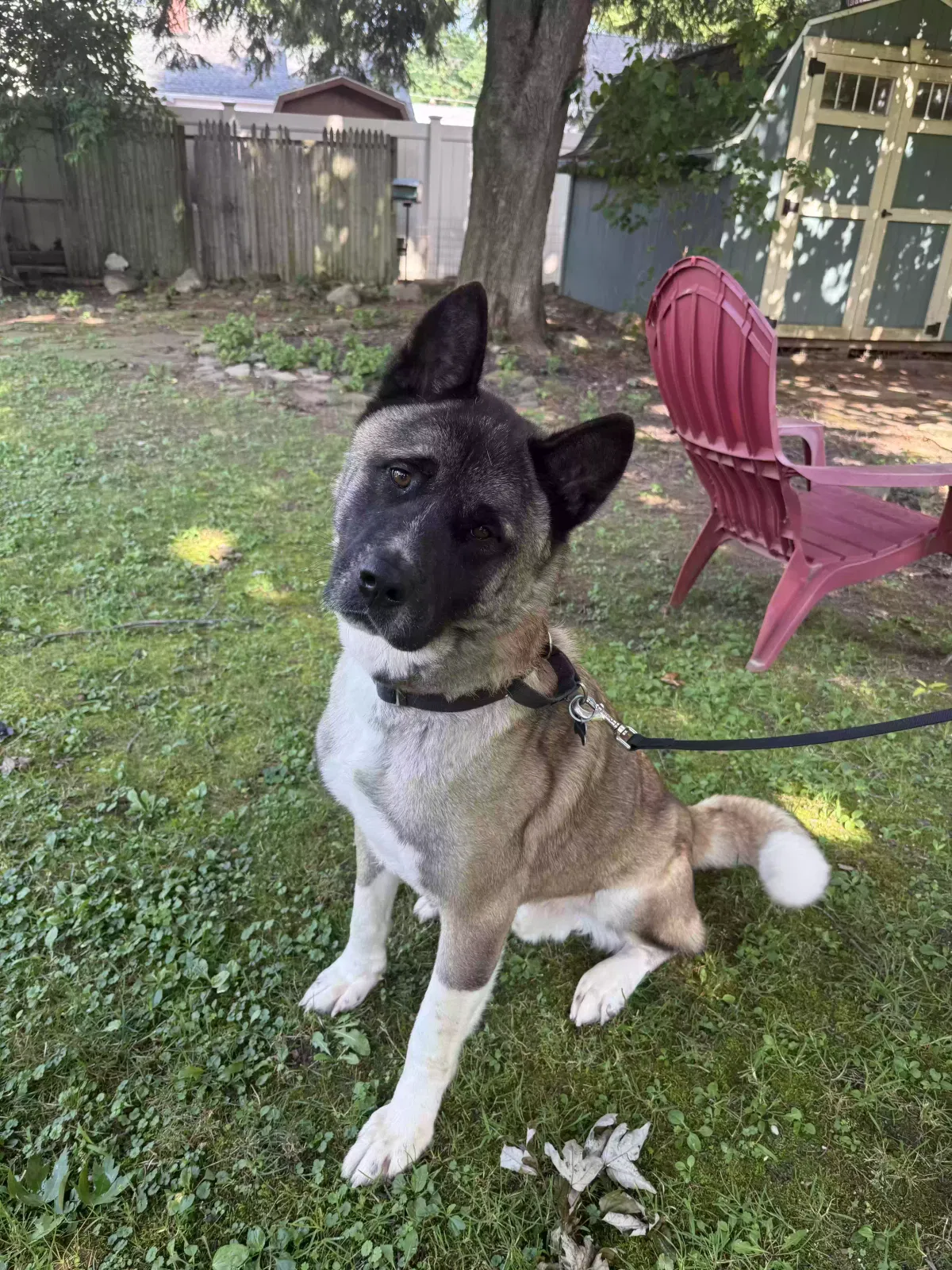 Dog, american akita Dog for adoption in North Canton, OH, 44720