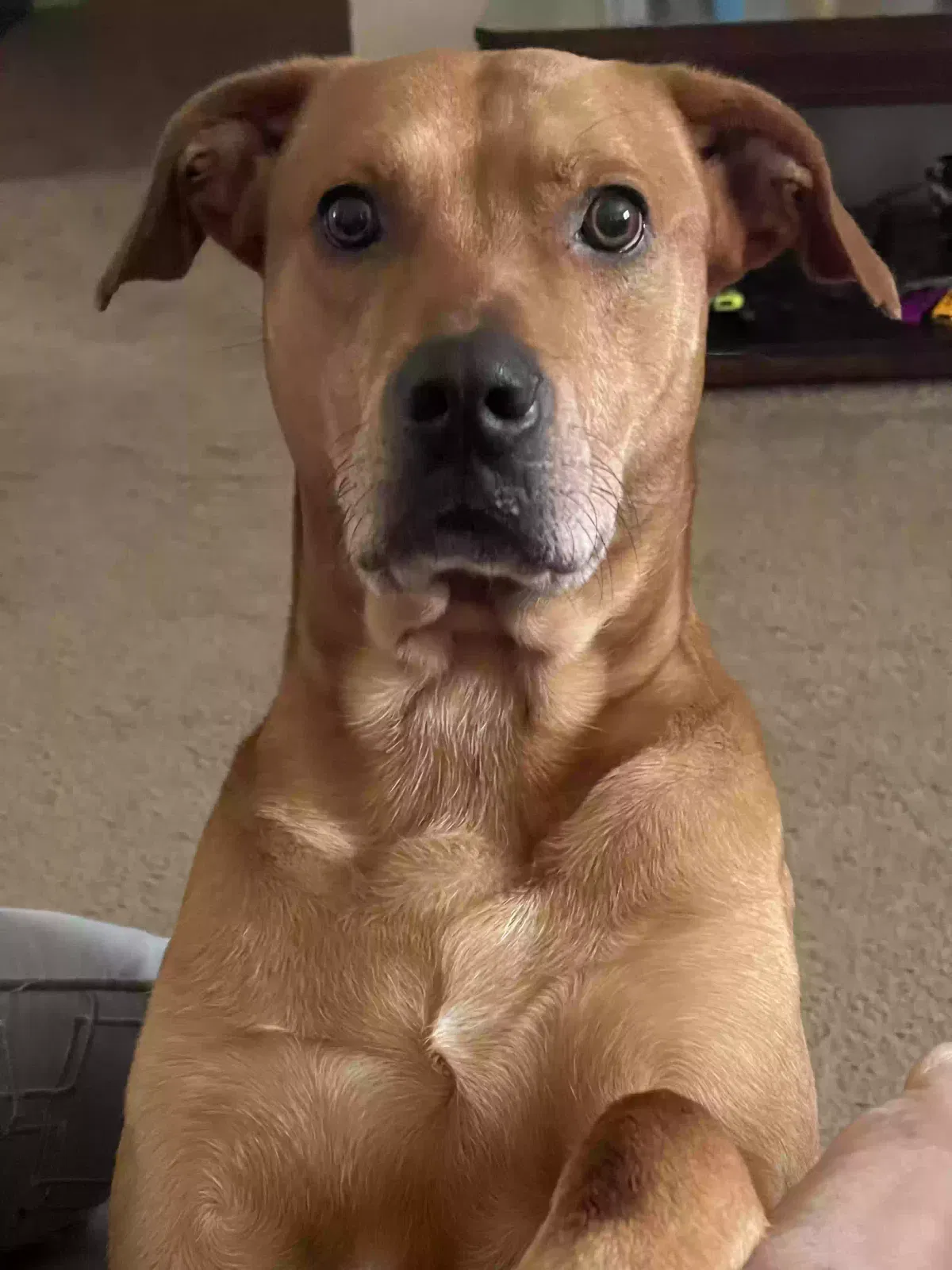 Marley, Doberman Lab Dog for adoption in Warner Robins, GA, 31088