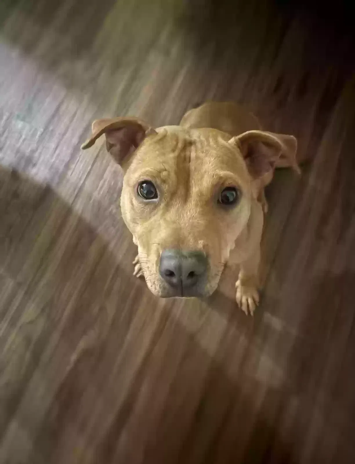 Lucky, Unknown Dog for adoption in Hiram, GA, 30141