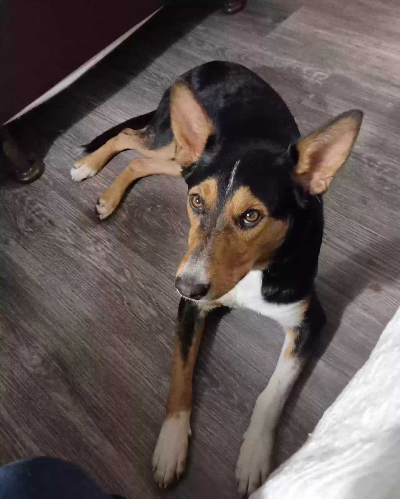 Esso, Unknown Dog for adoption in Red Bluff, CA, 96080