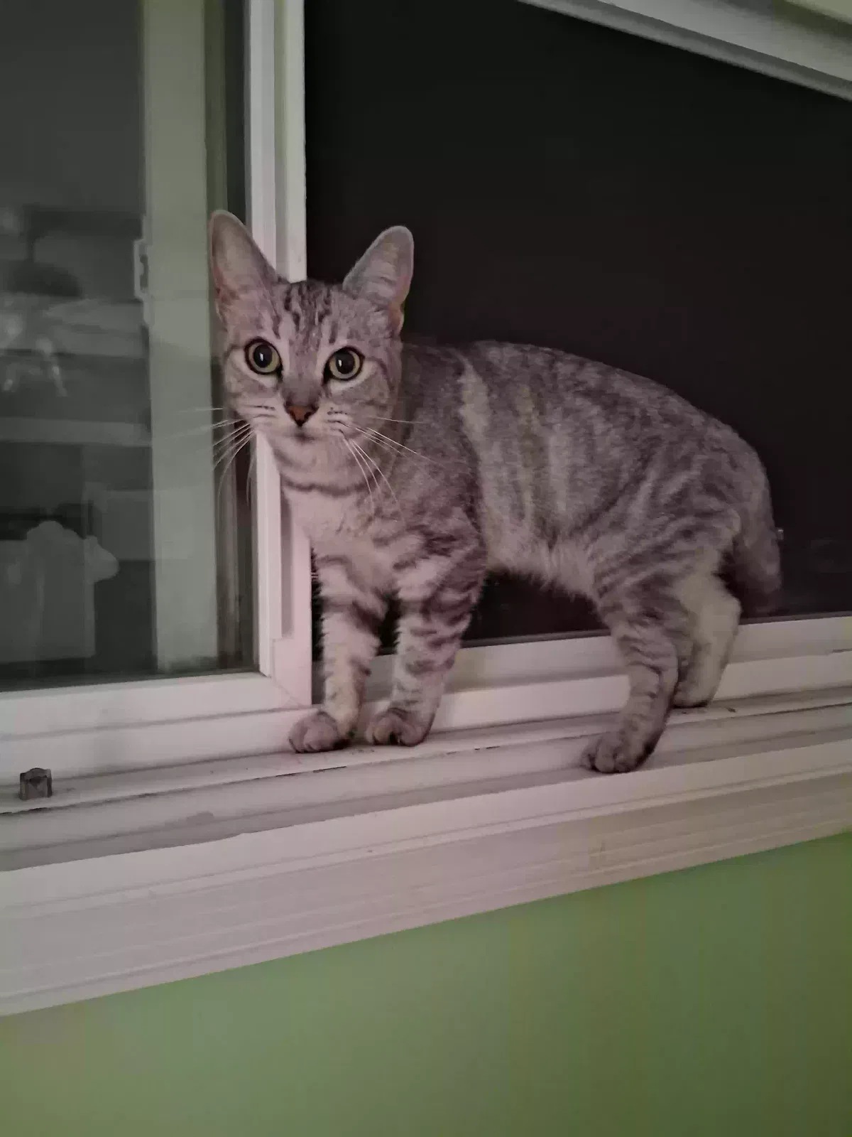Smokey, Domestic shorthair Cat for adoption in Covina, CA, 91722