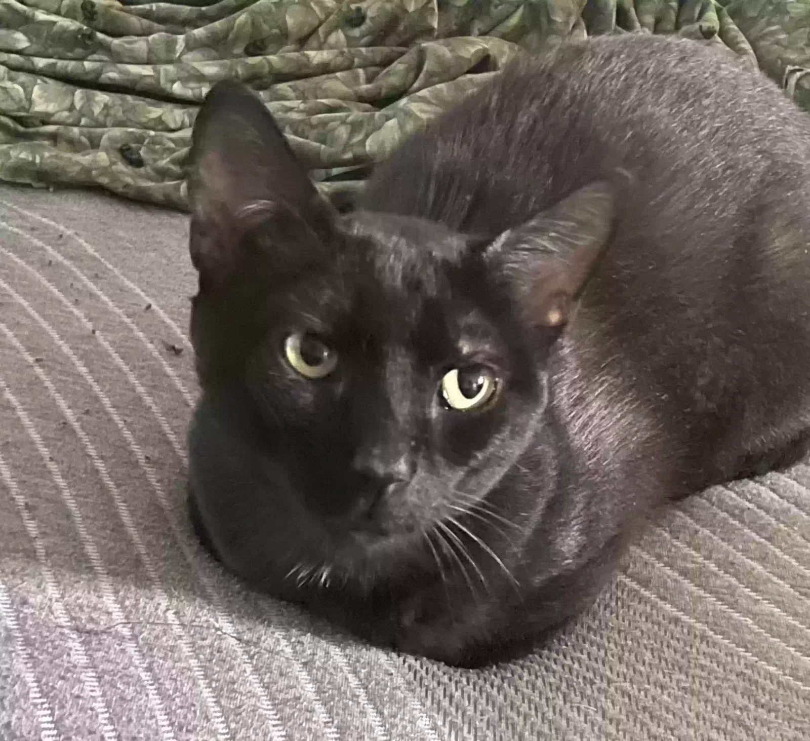 Seth, Unknown Cat for adoption in Richland, WA, 99354