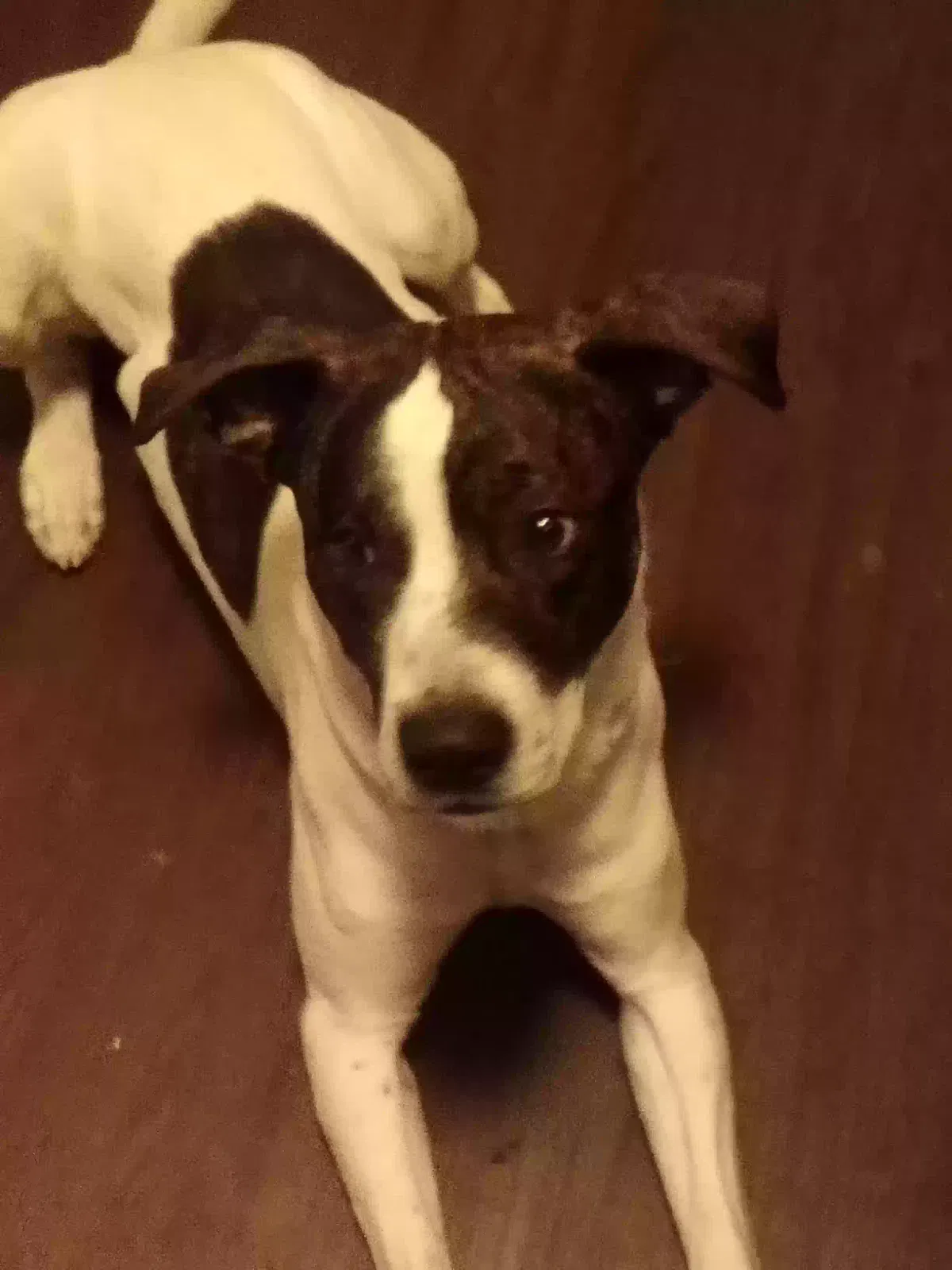 brindle, pitbull mix Dog for adoption in Kansas City, KS, 66106