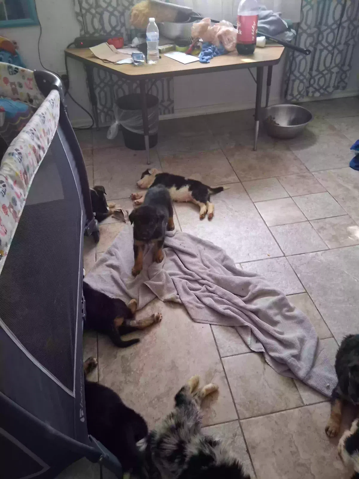 Puppies 7 weeks old, Australian Shepard mix Dog for adoption in Laveen, AZ, 85339