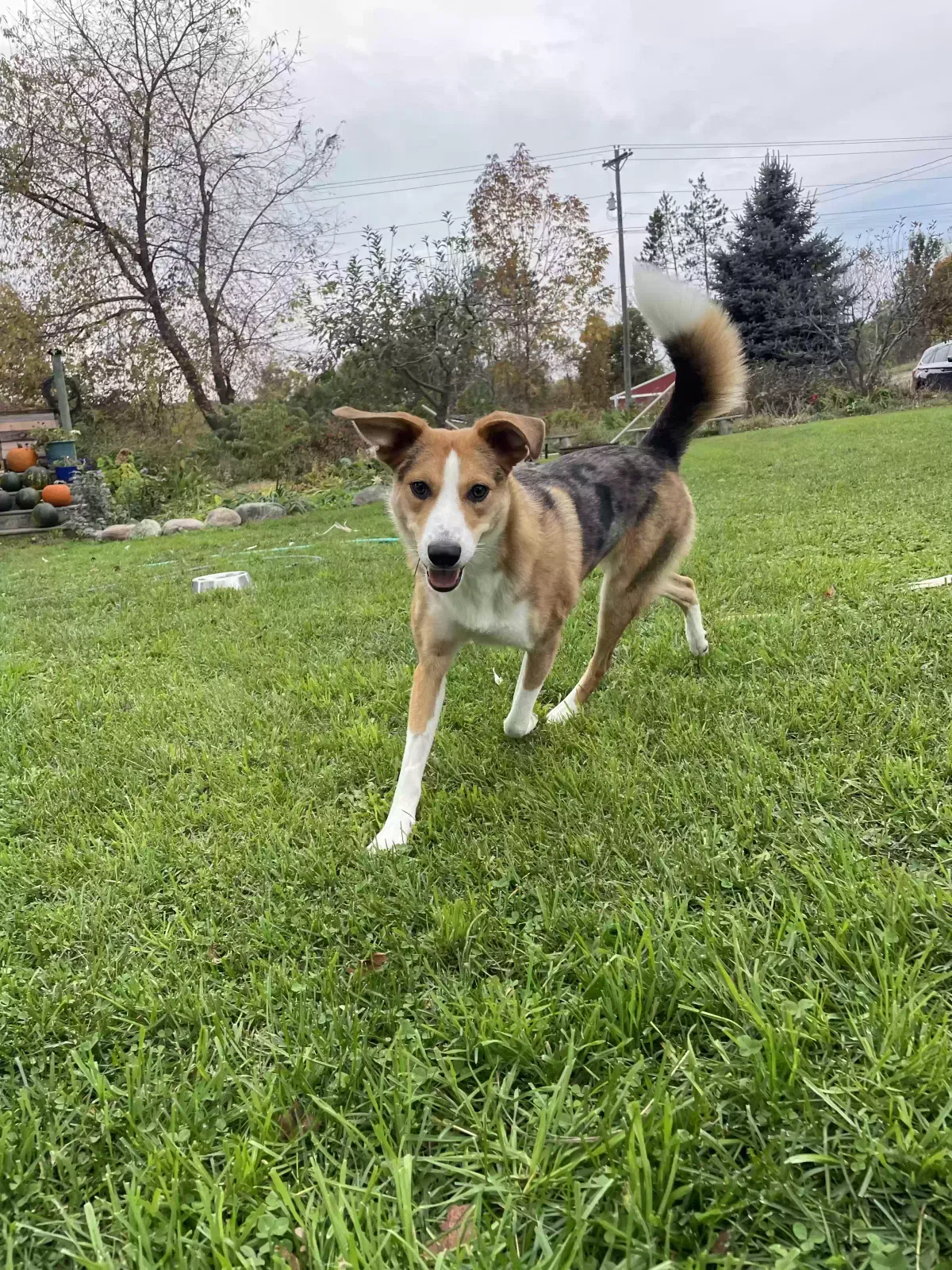 Sawyer, Unknown Dog for adoption in Boyne City, MI, 49712