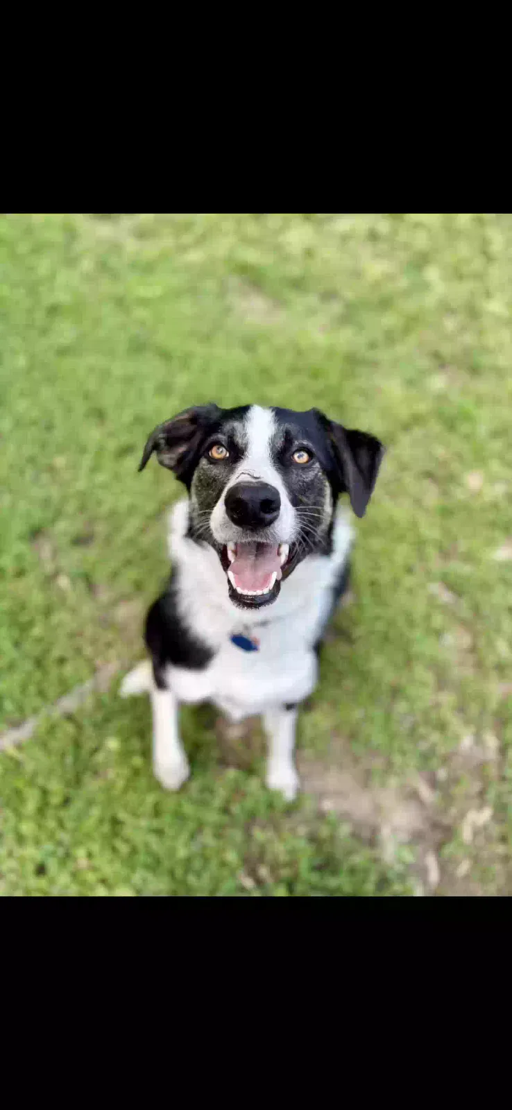 Maverick, Australian Shepherd Border Collie Dog for adoption in Wichita, KS, 67204