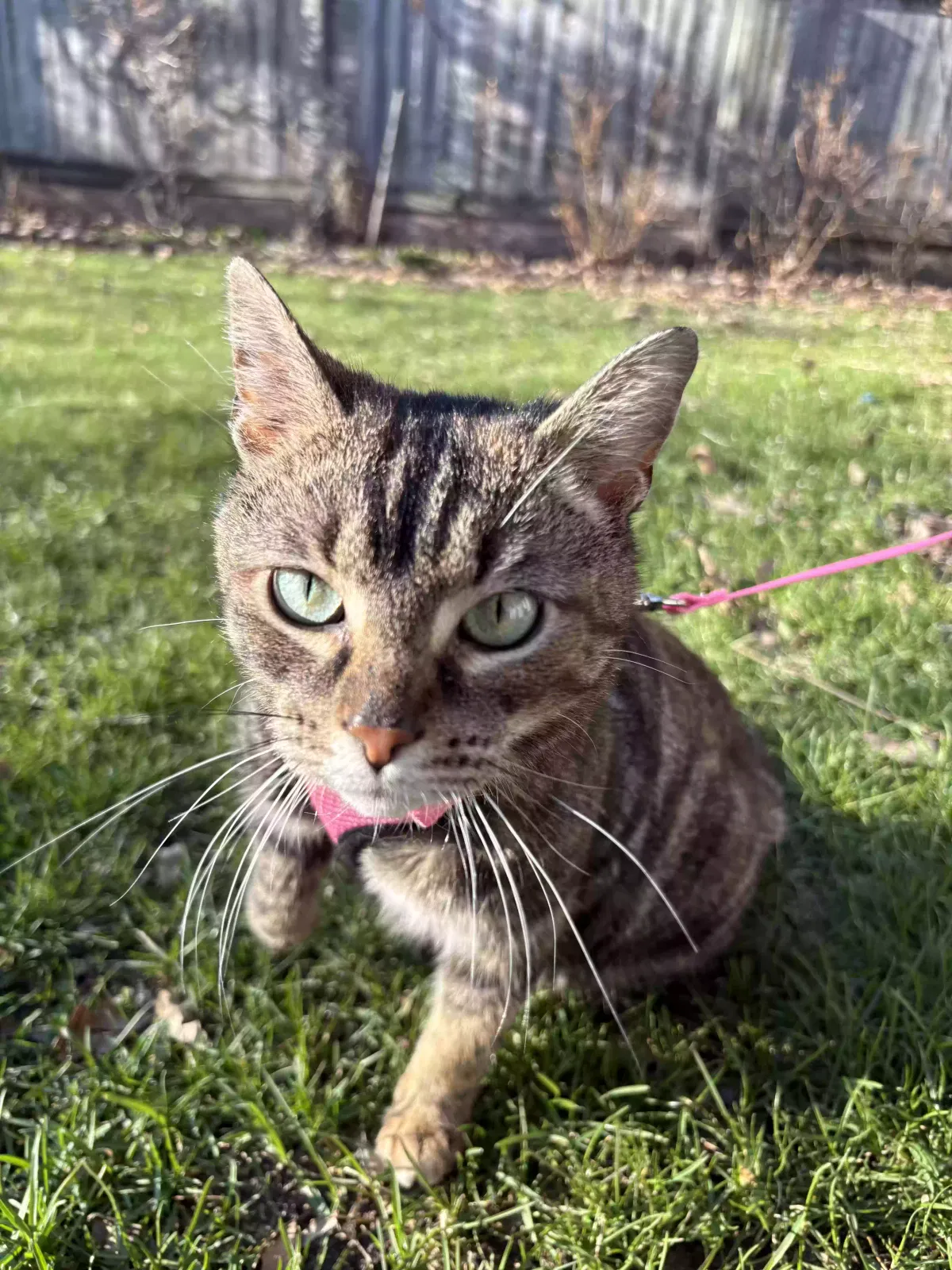 Cinnamon, Tabby Cat for adoption in Wyoming, MI, 49509
