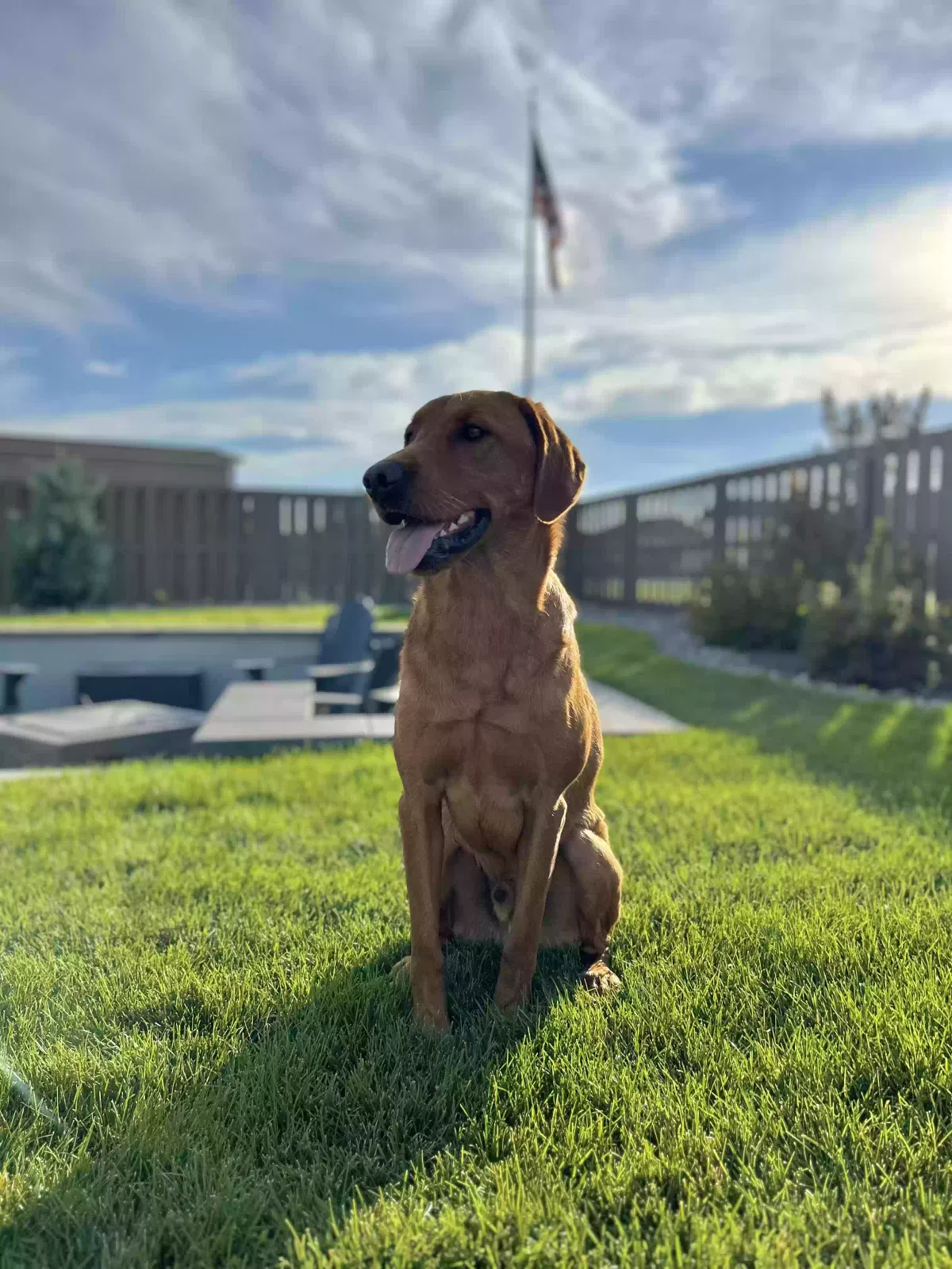 Gunner, Labrador Dog for adoption in Windsor, CO, 80550