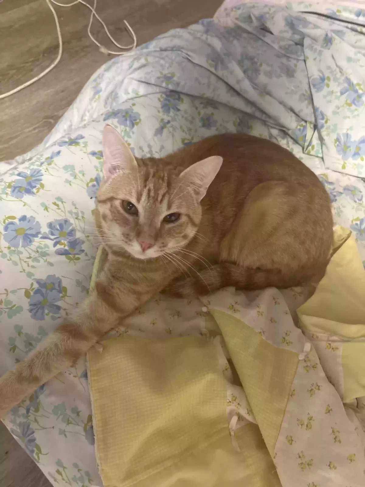 Ramen, Unknown Cat for adoption in Martinsville, VA, 24112
