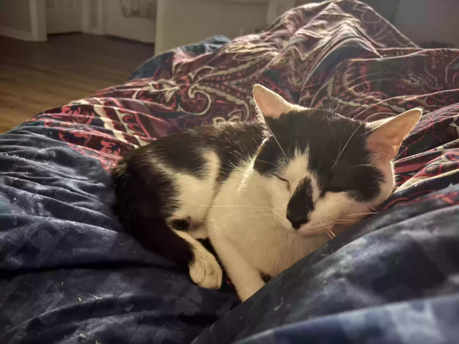 Ronald, Unknown Cat for adoption in Martinsville, VA, 24112