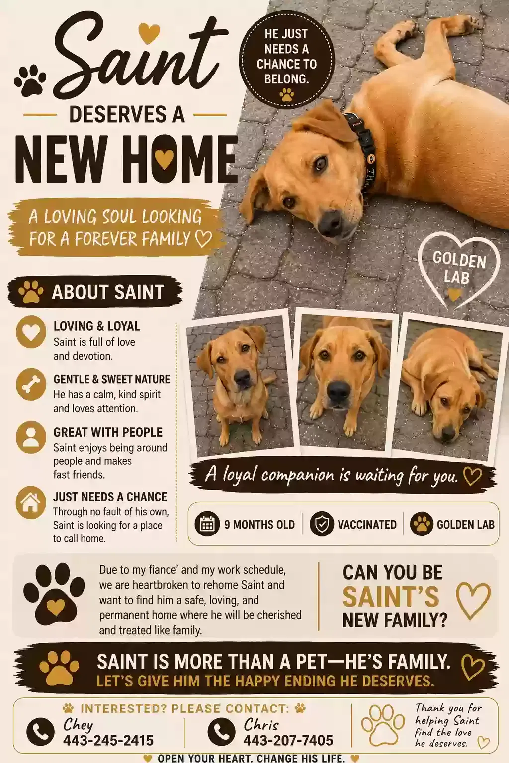 Saint, Golden Labrador (Yellow) Dog for adoption in Newark, DE, 19711