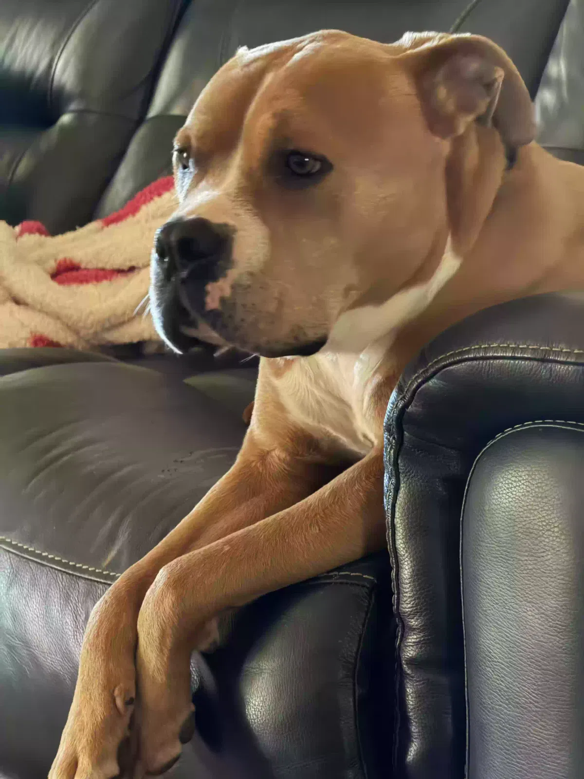 Brody, Unknown Dog for adoption in Taylorsville, GA, 30178