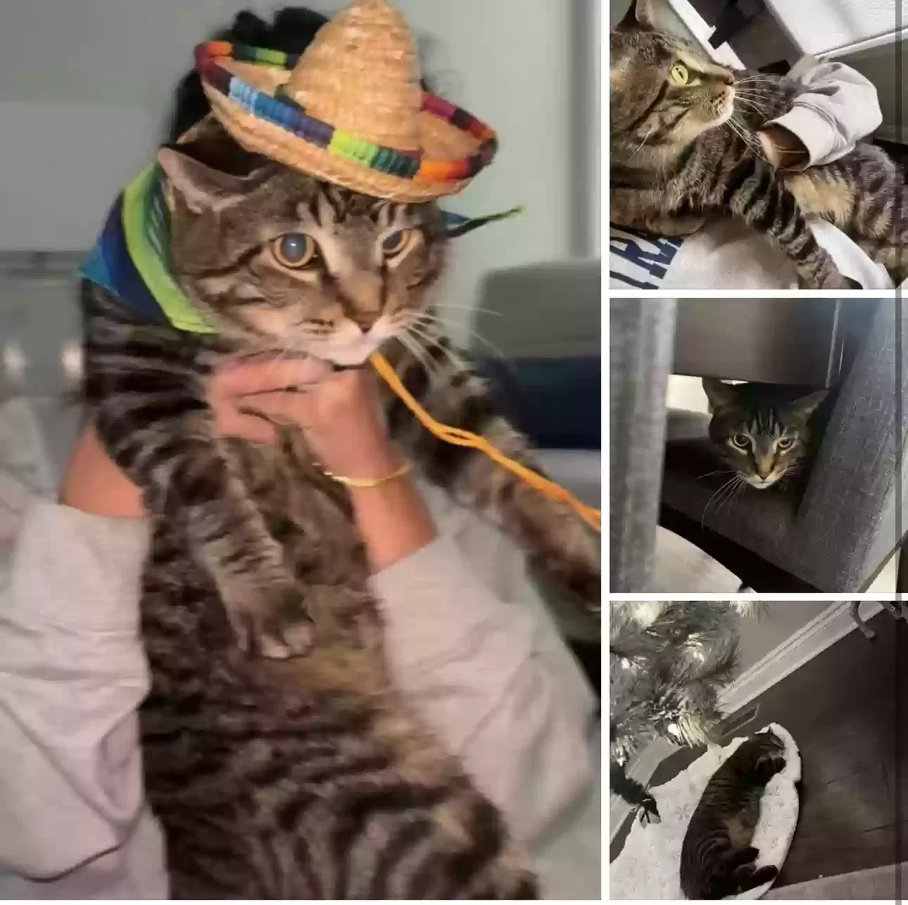 Vinny, Unknown Cat for adoption in Rochester, MI, 48309