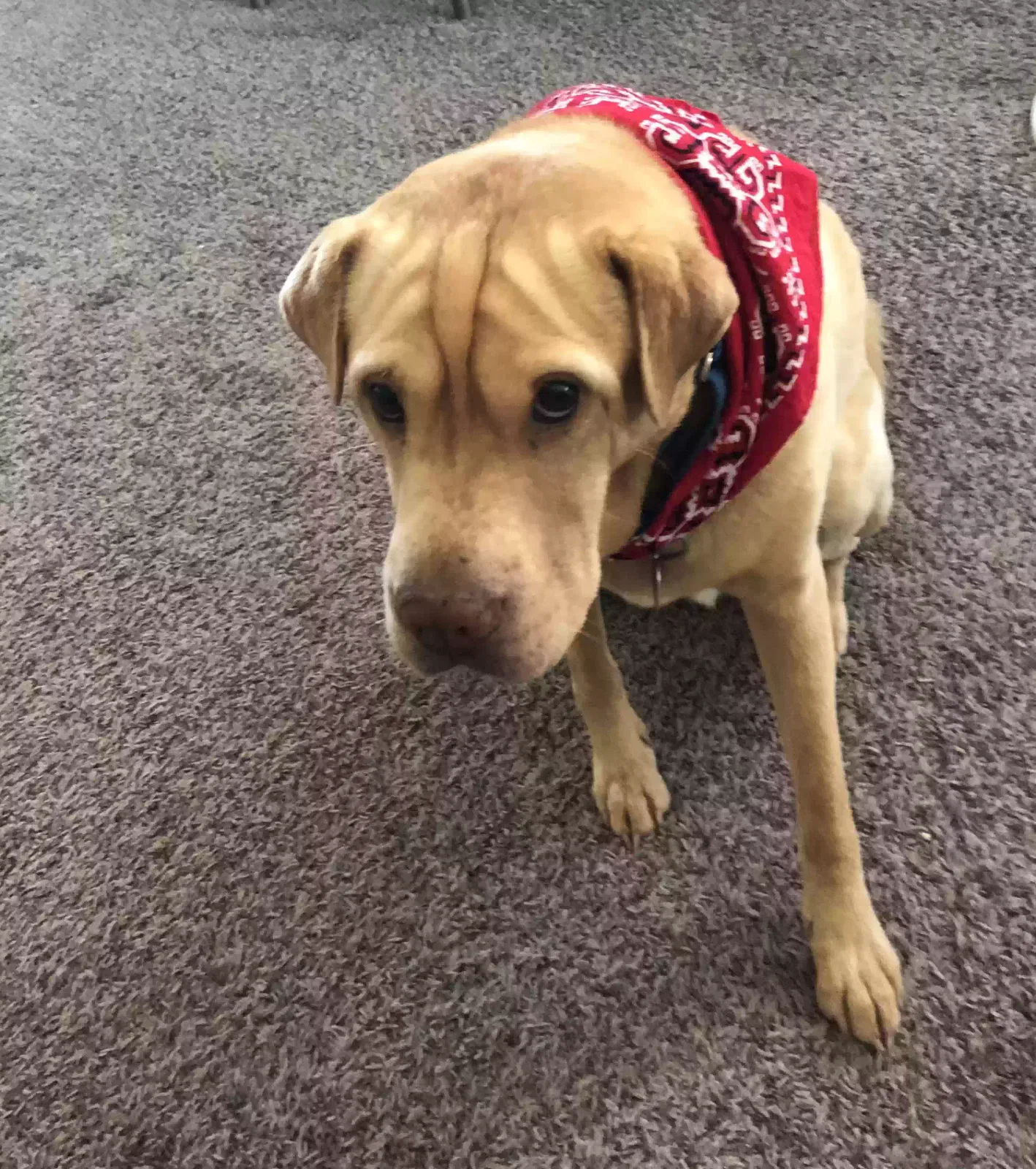 Finn, Shar-pei Dog for adoption in Thornton, CO, 80241