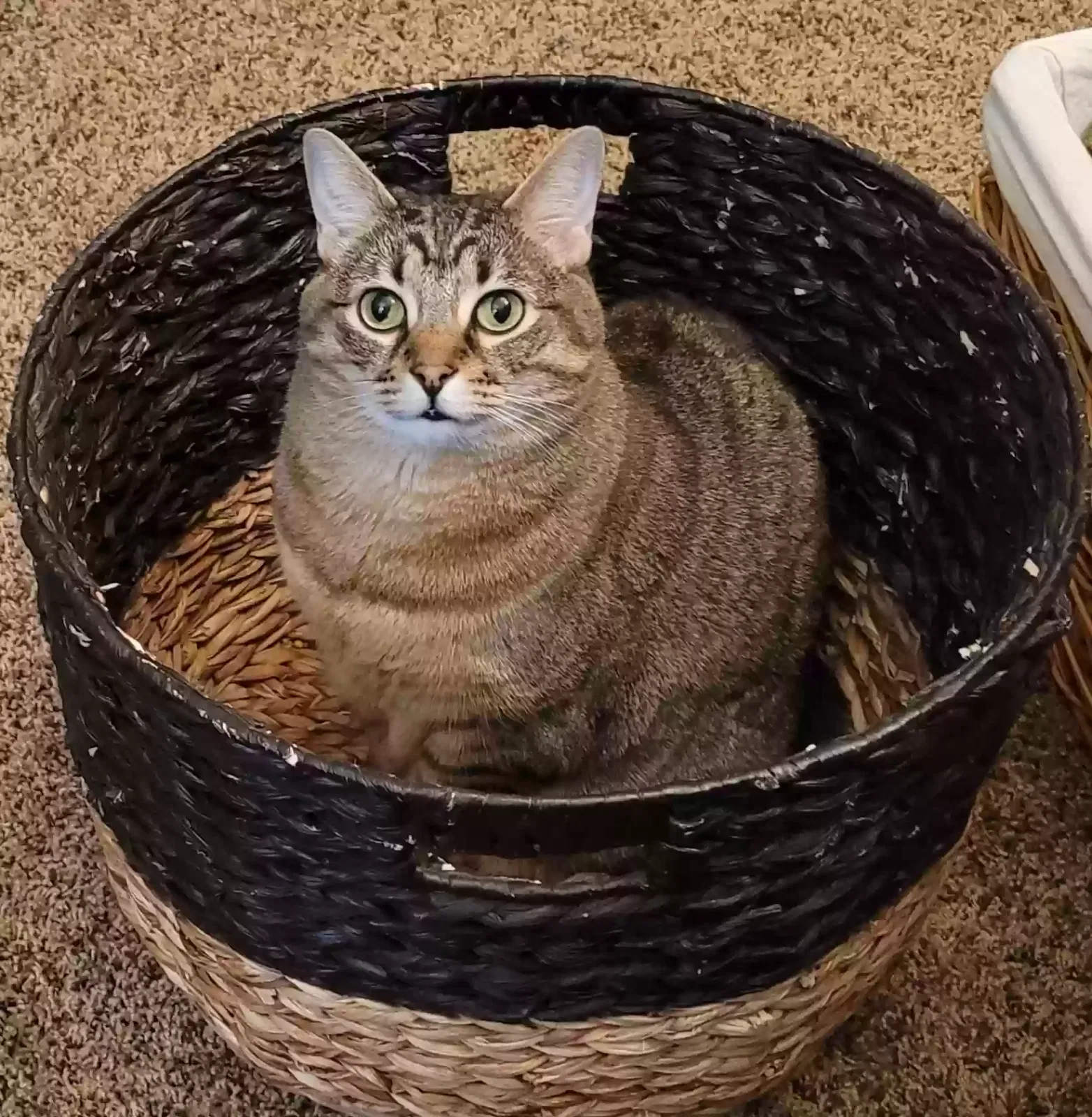 Marley, Tabby Cat for adoption in Willamina, OR, 97396