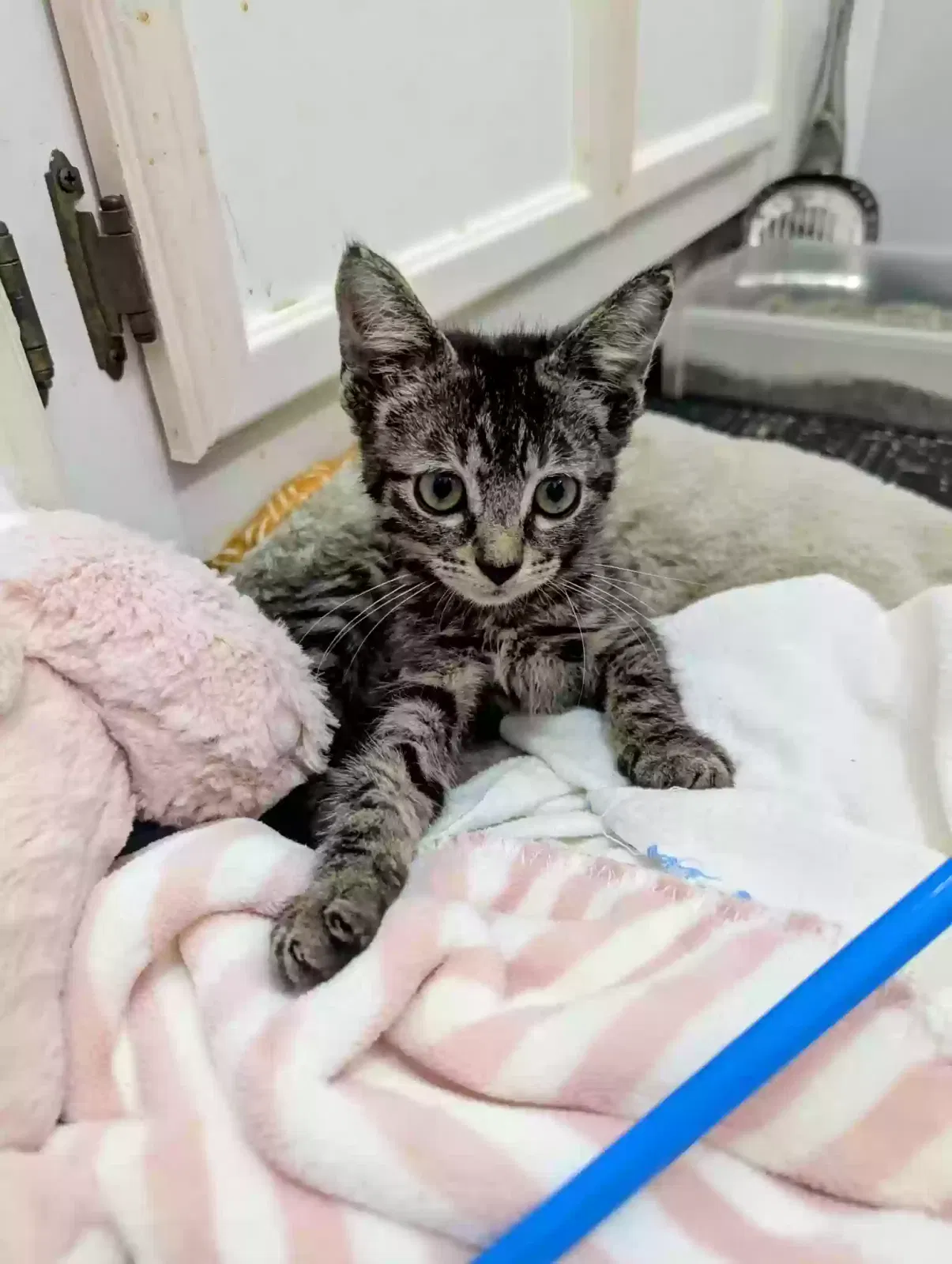 Cat, unknown Cat for adoption in Baytown, TX, 77521