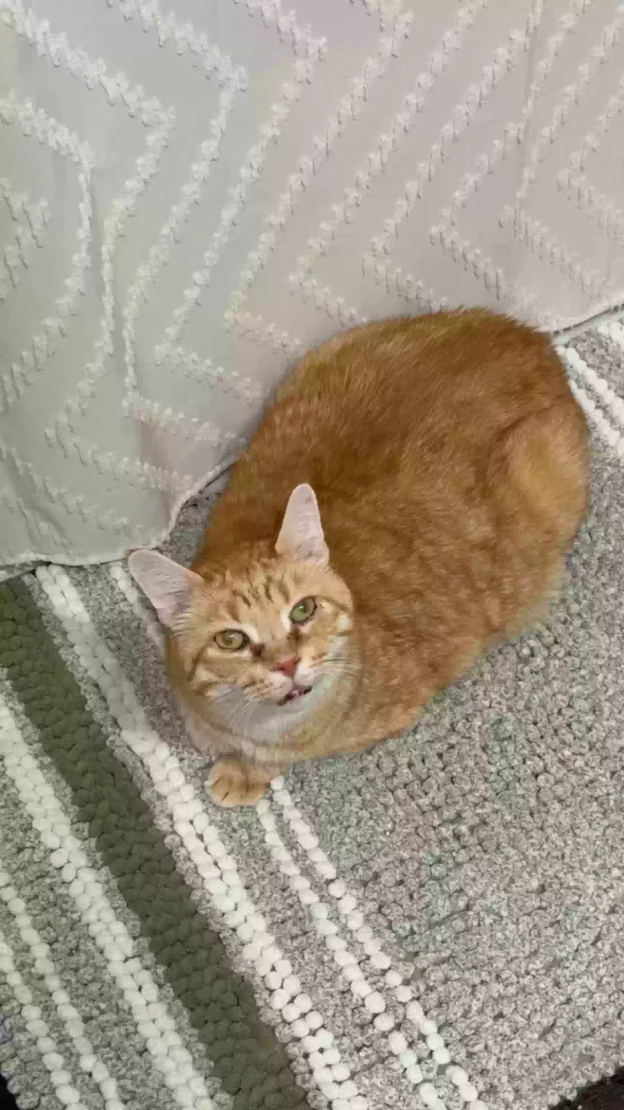 JJ, Unknown Cat for adoption in Dublin, OH, 43017