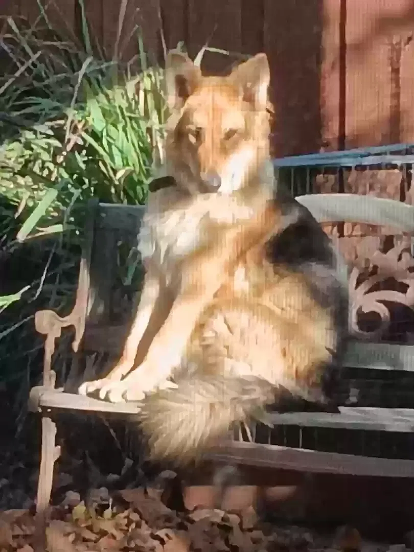 Fritz, German shepherd mixed Dog for adoption in Patterson, CA, 95363