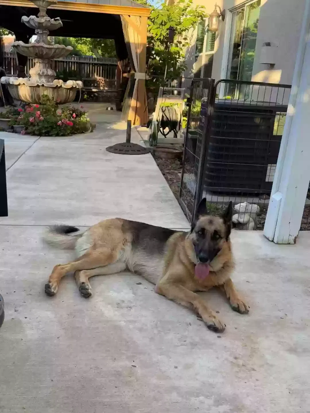 Heidi rescued from private home, German Shepherd mix Dog for adoption in Patterson, CA, 95363