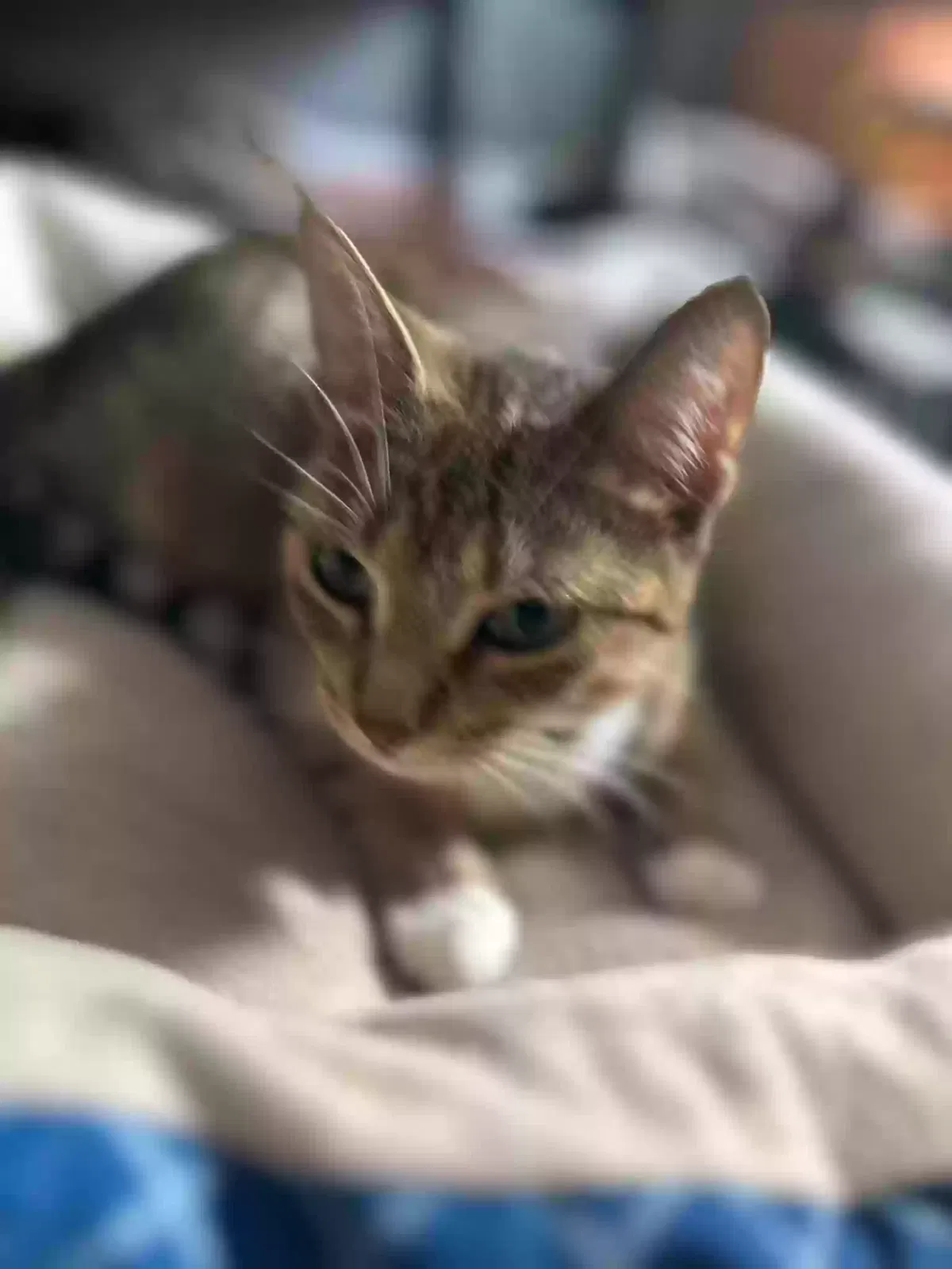 Bella, Unknown Cat for adoption in Antioch, IL, 60002