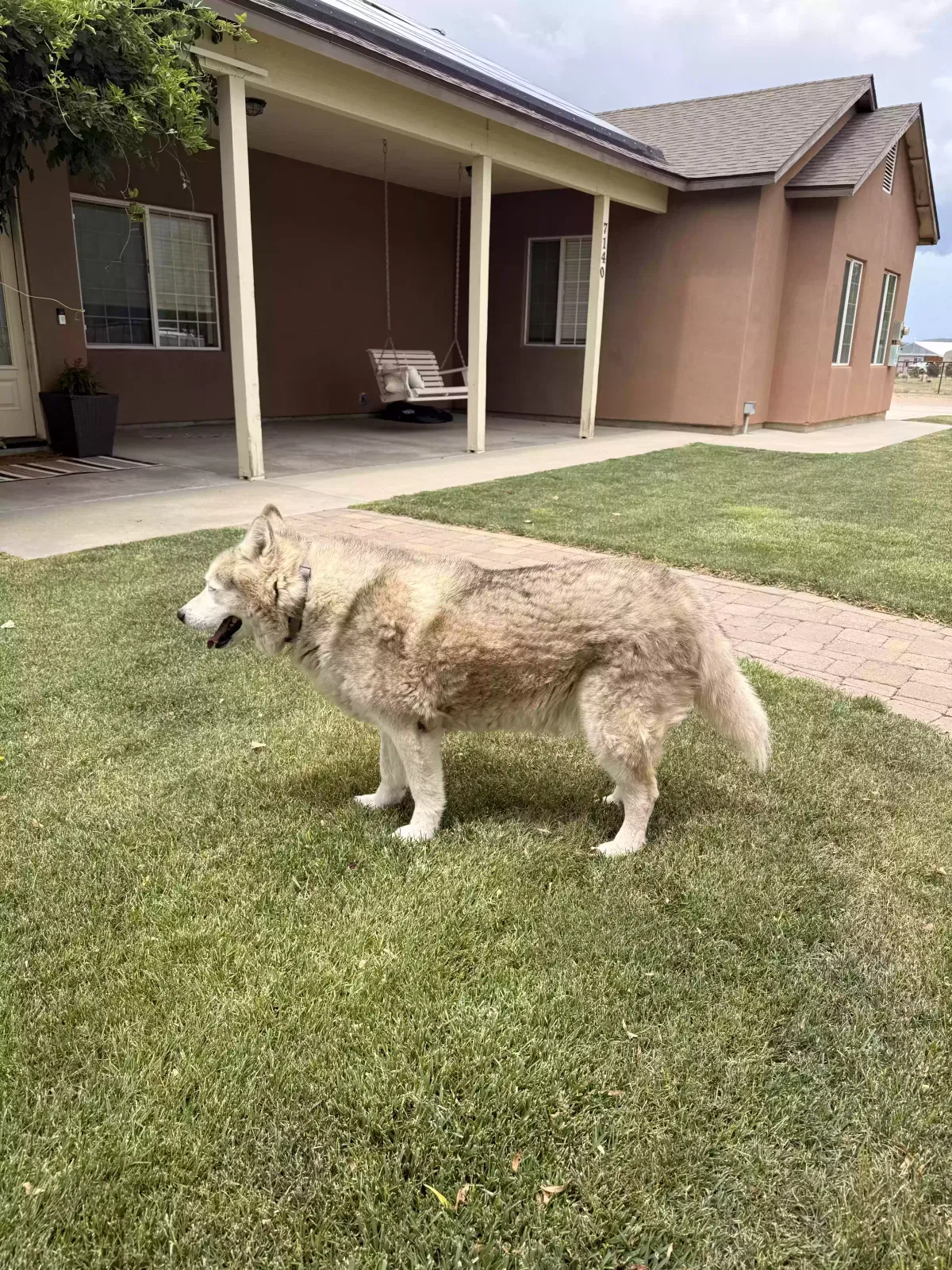 Maverick, Malimute Dog for adoption in Prescott Valley, AZ, 86315